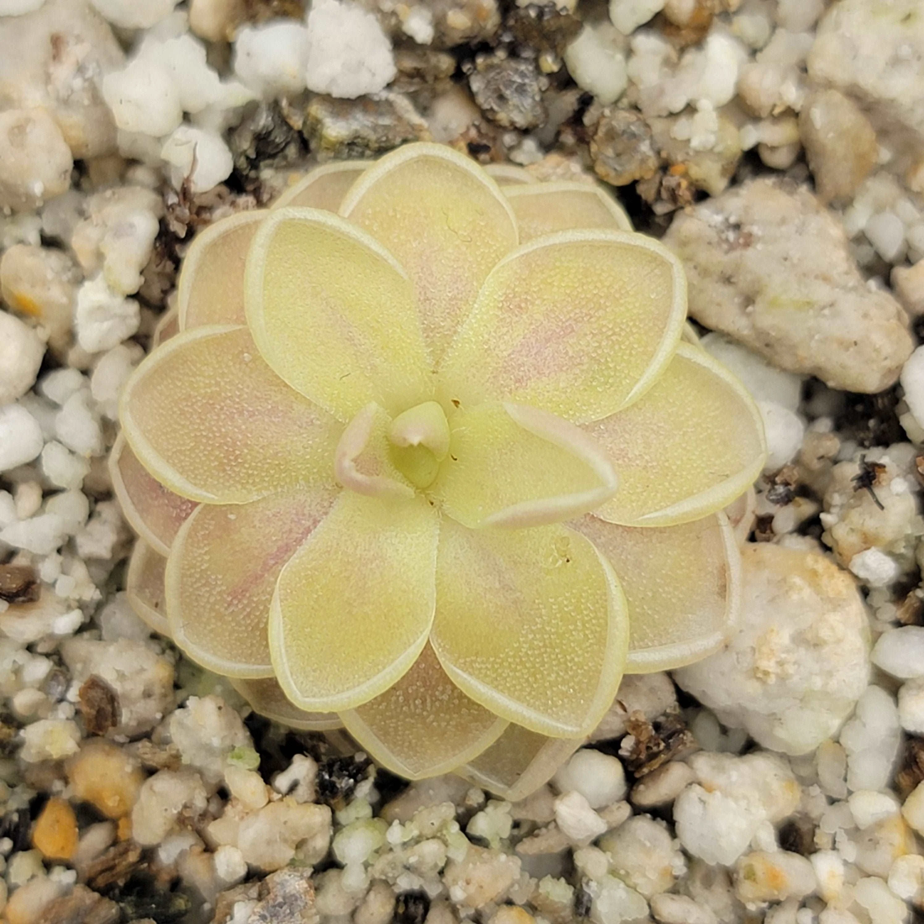 Pinguicula "Sunshine" - Image 3