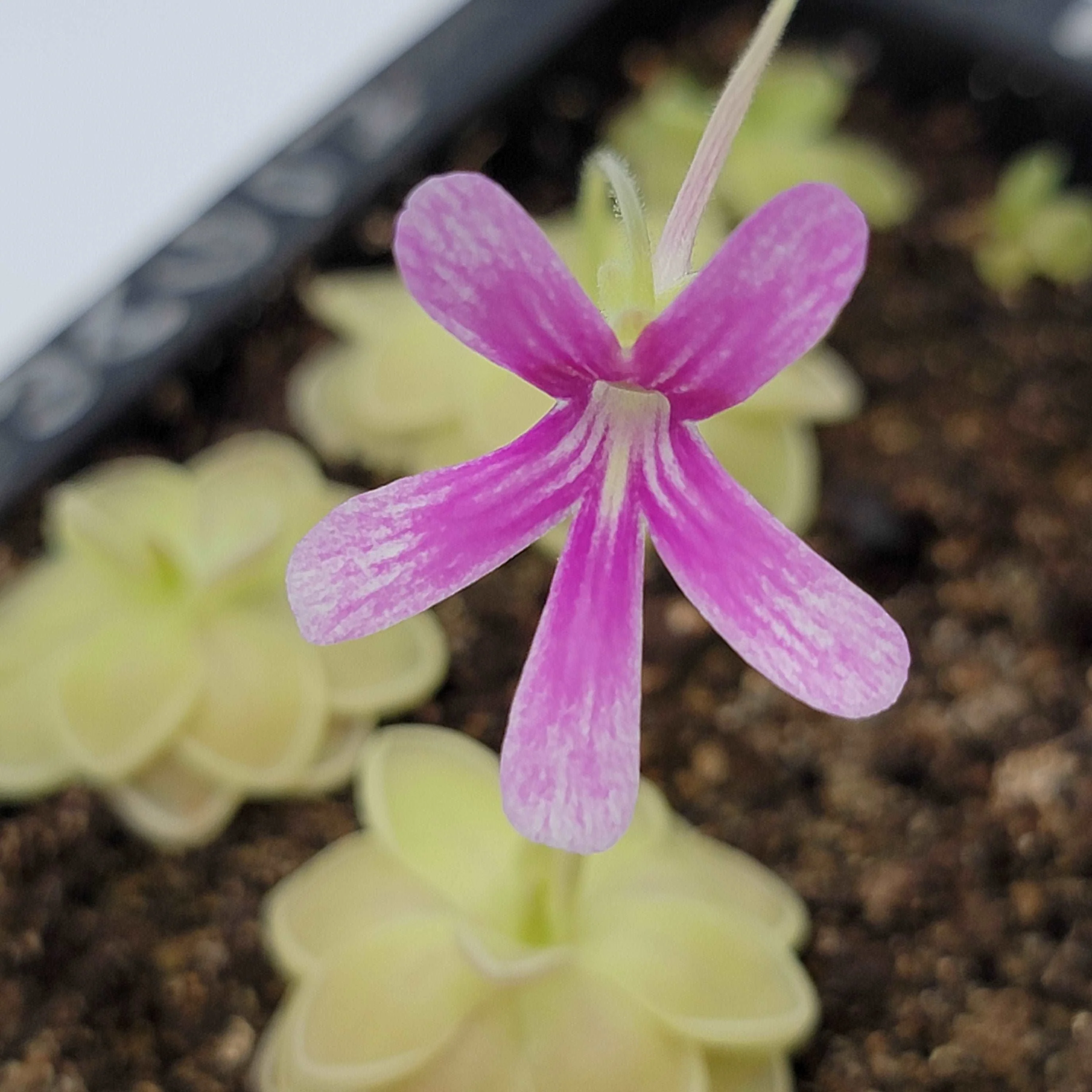Pinguicula "Sunshine" - Image 4