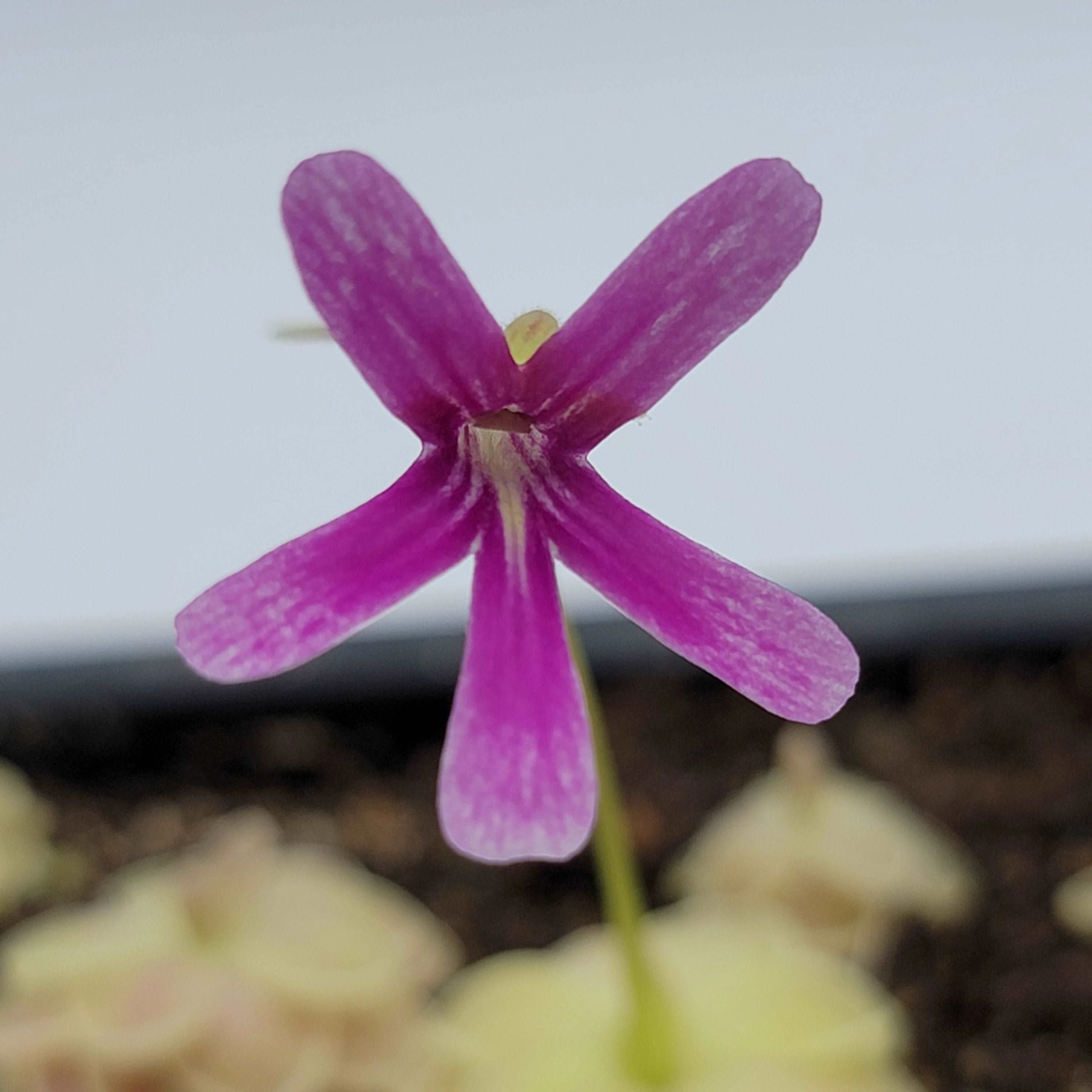 Pinguicula "Sunshine" - Image 5