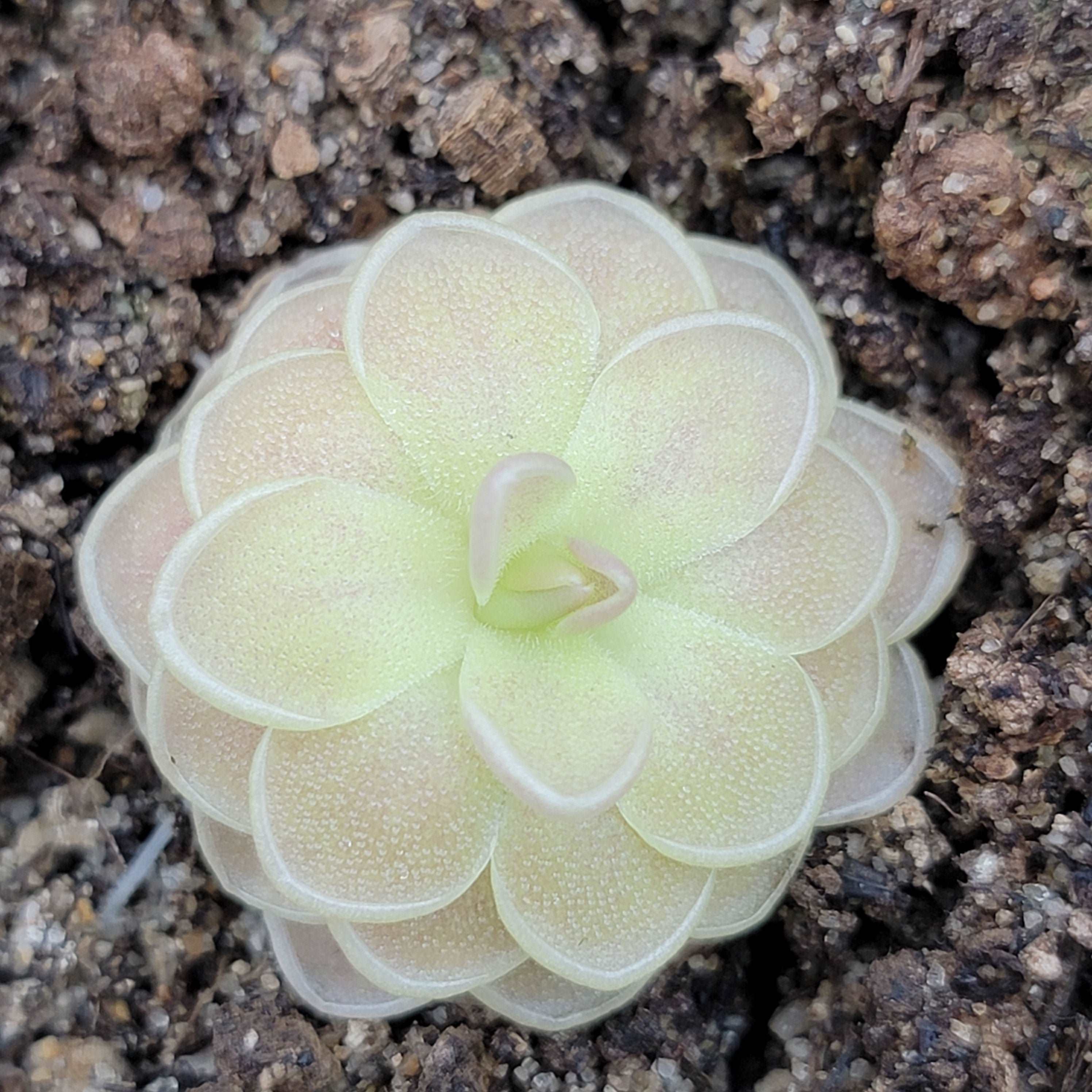 Pinguicula "Sunshine" - Image 6
