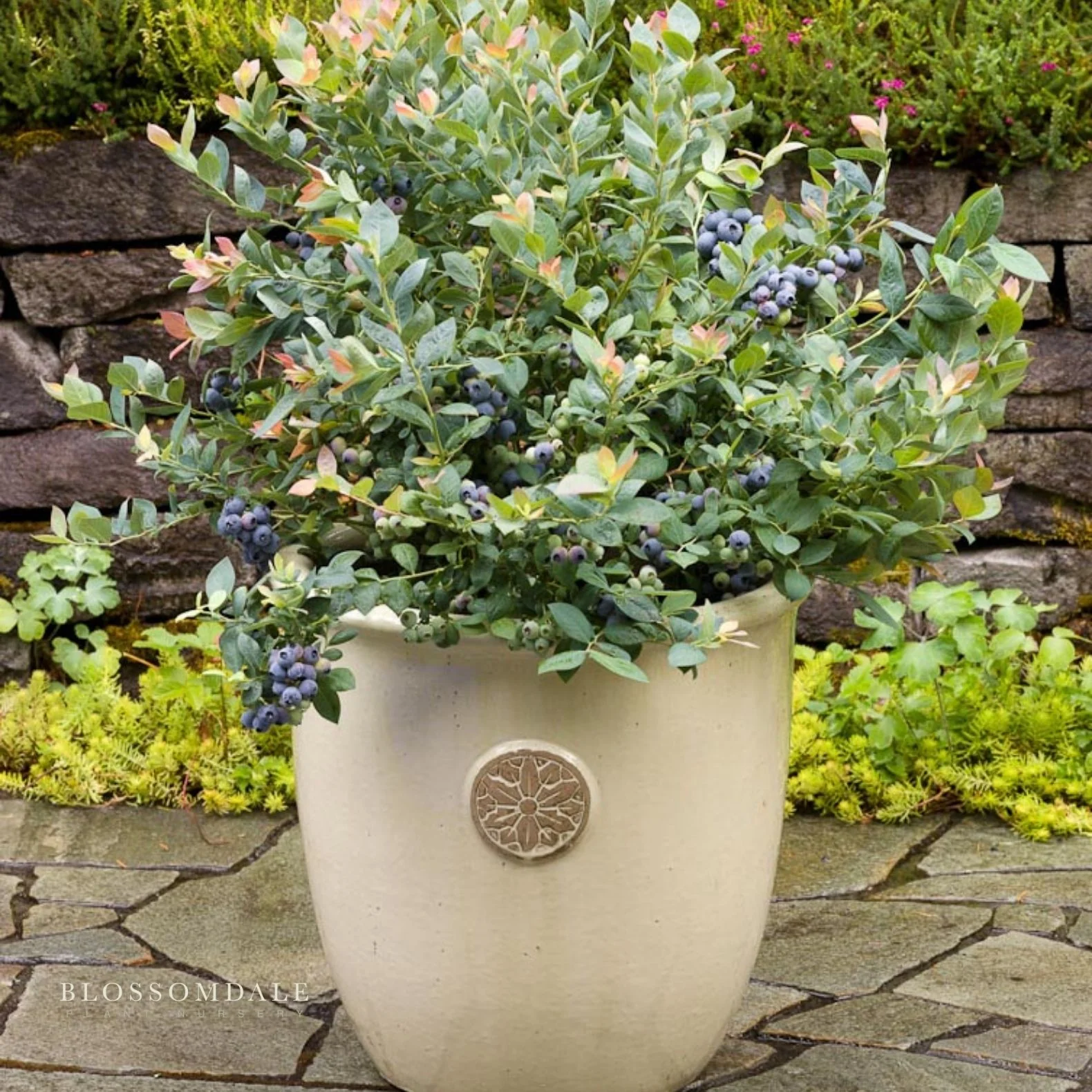 Pink Icing Blueberry Shrub
