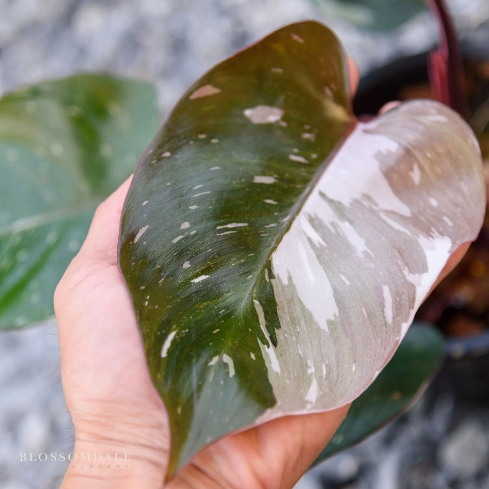 Pink Princess Philodendron - Image 5