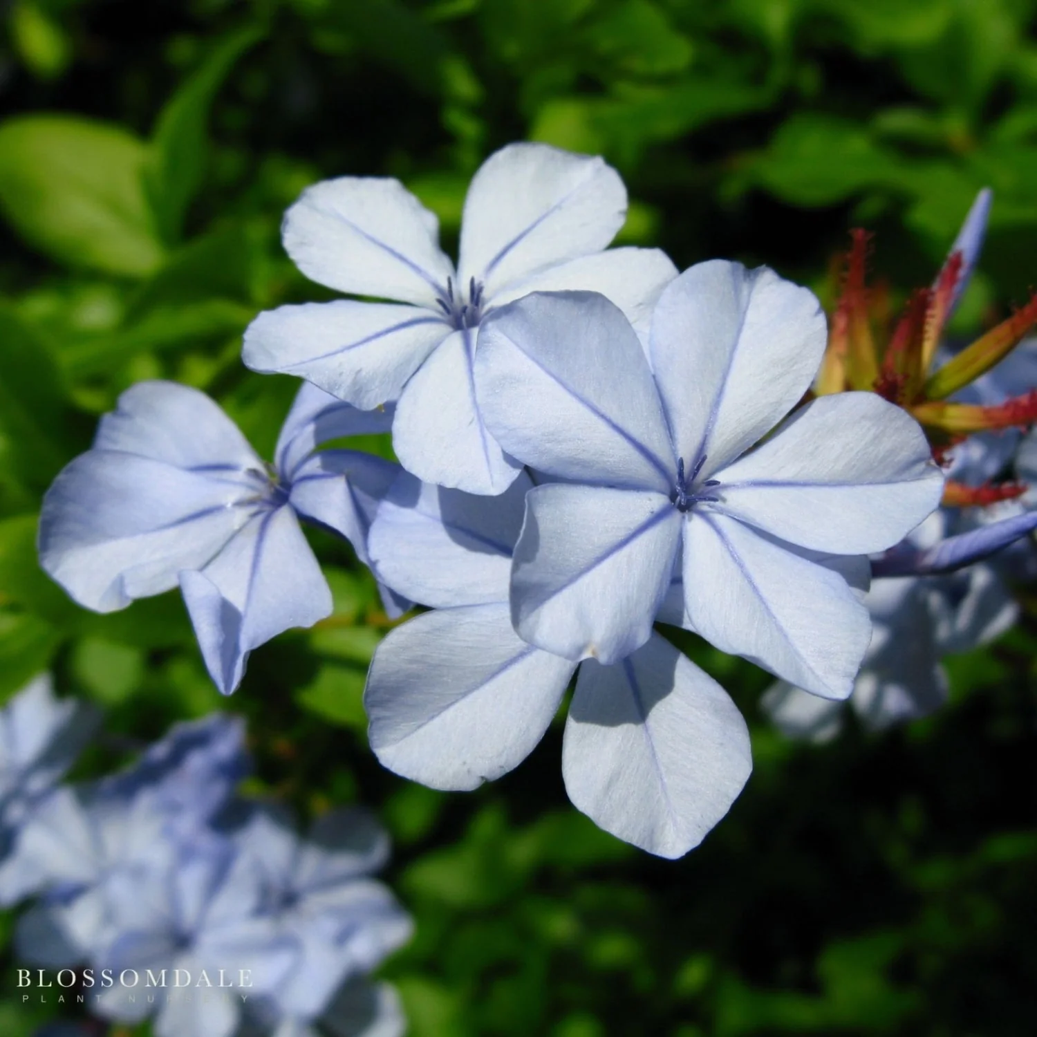 Plumbago 'Imperial Blue'