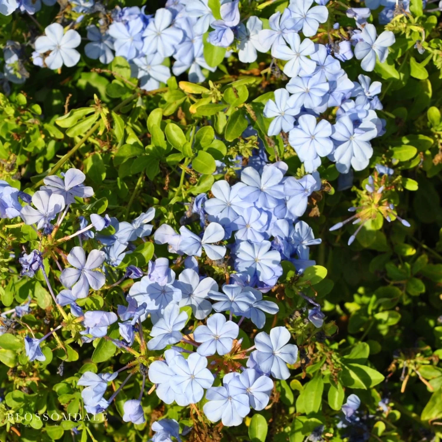 Plumbago 'Imperial Blue' - Image 2