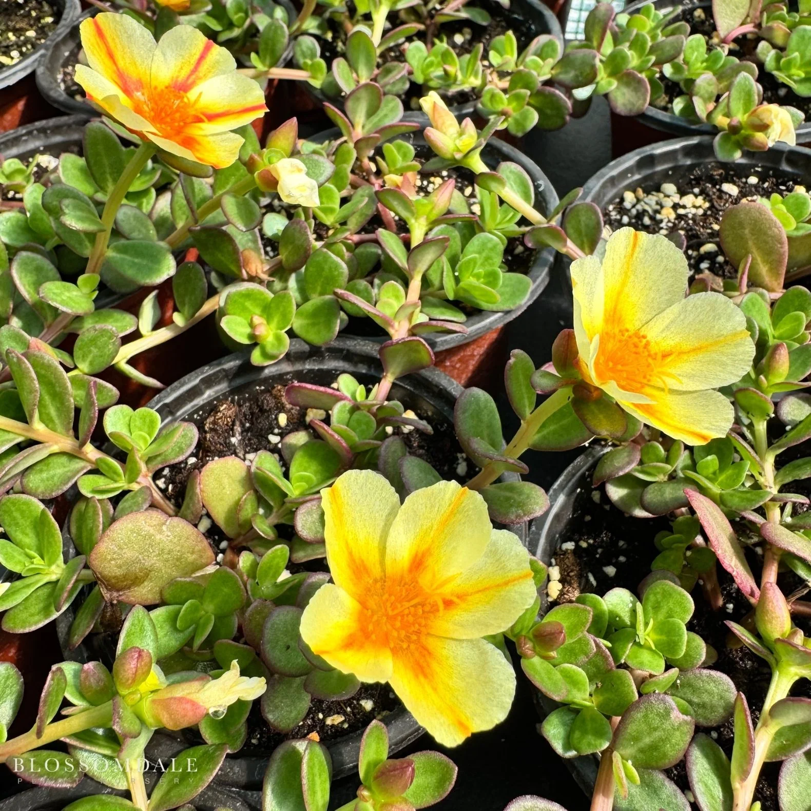 Portulaca 'Seaglass Orange Shandy' - Image 3