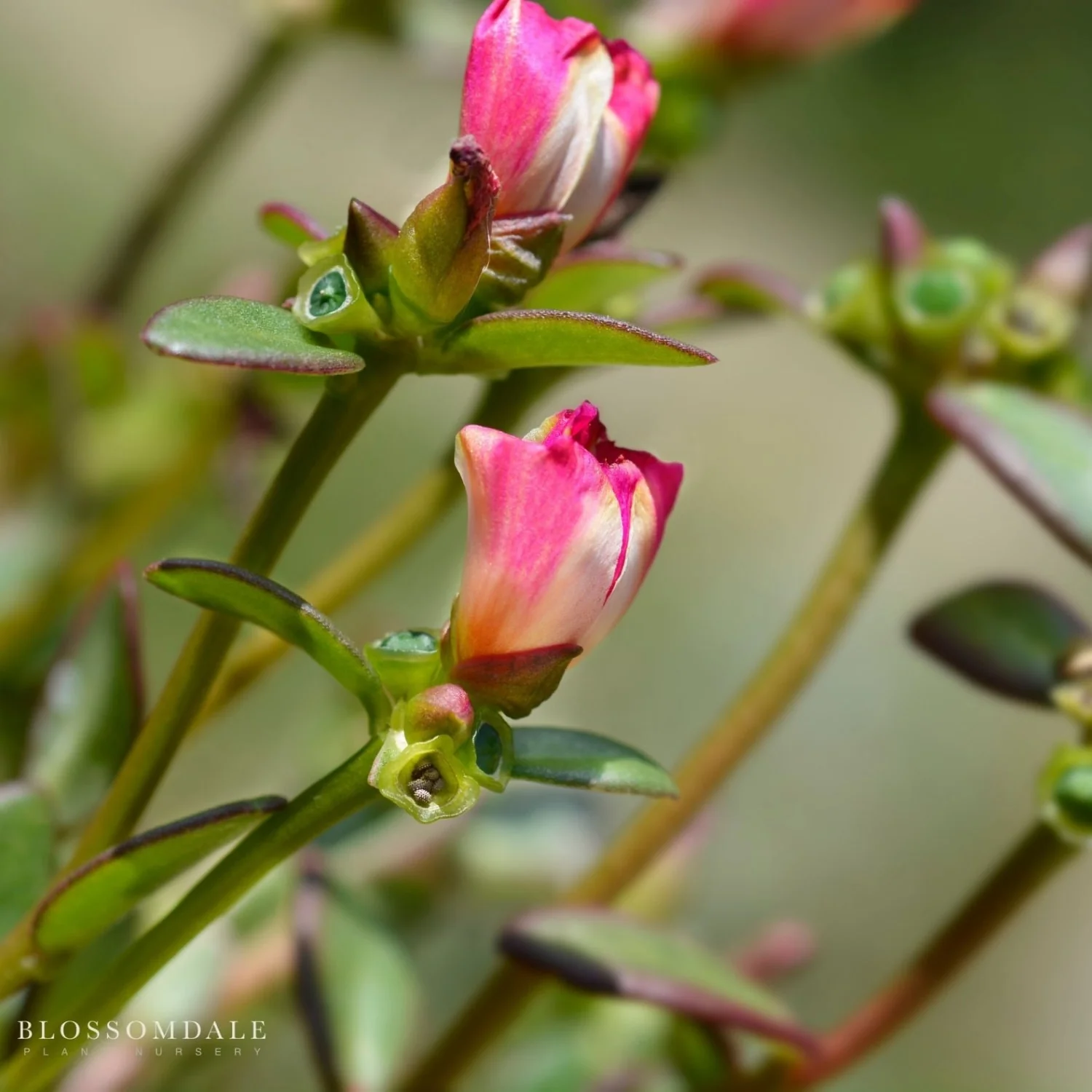 Portulaca 'Seaglass Watermelon Punch' - Image 3