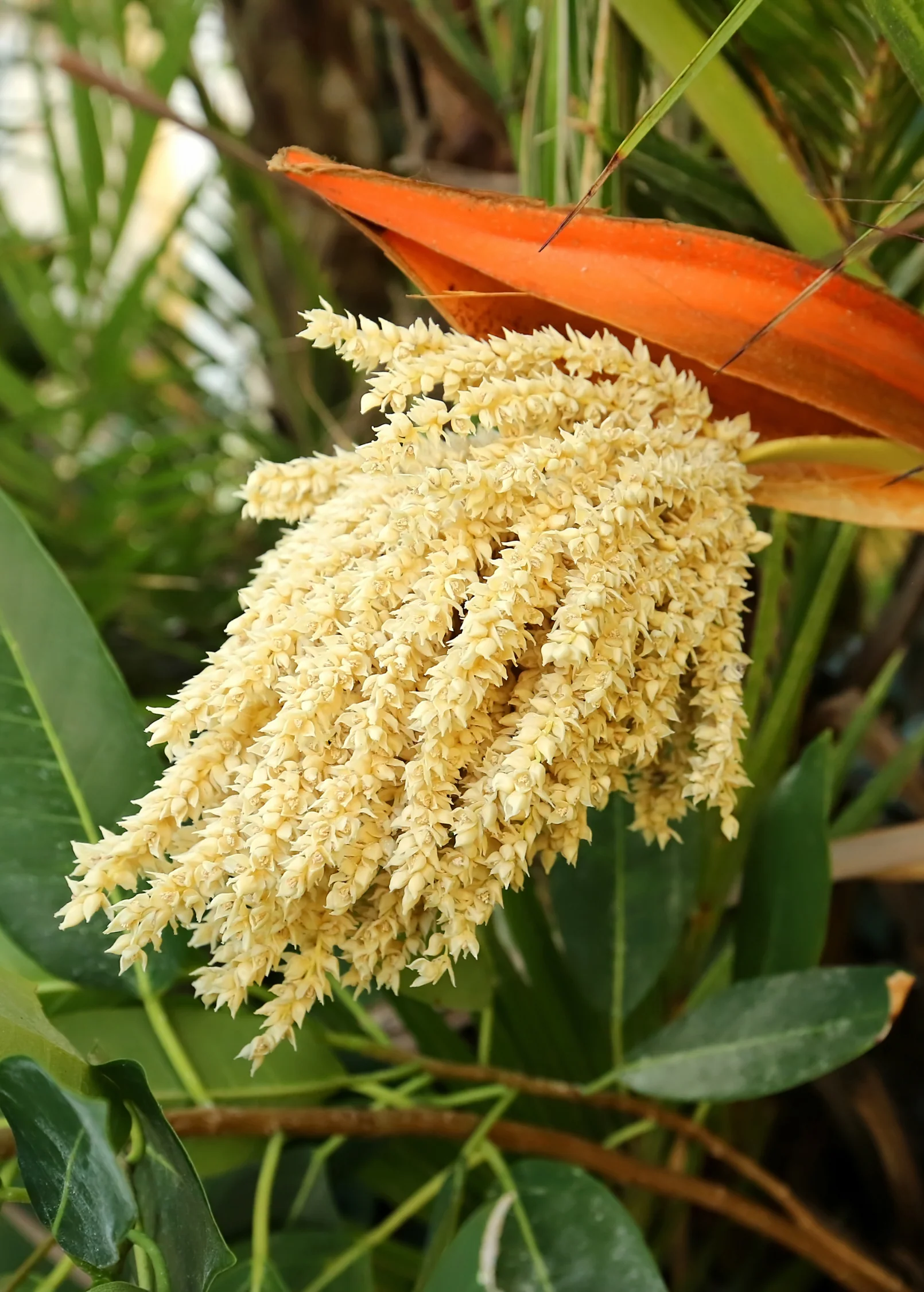 Pygmy Date Palm (Phoenix roebelenii) - Image 3
