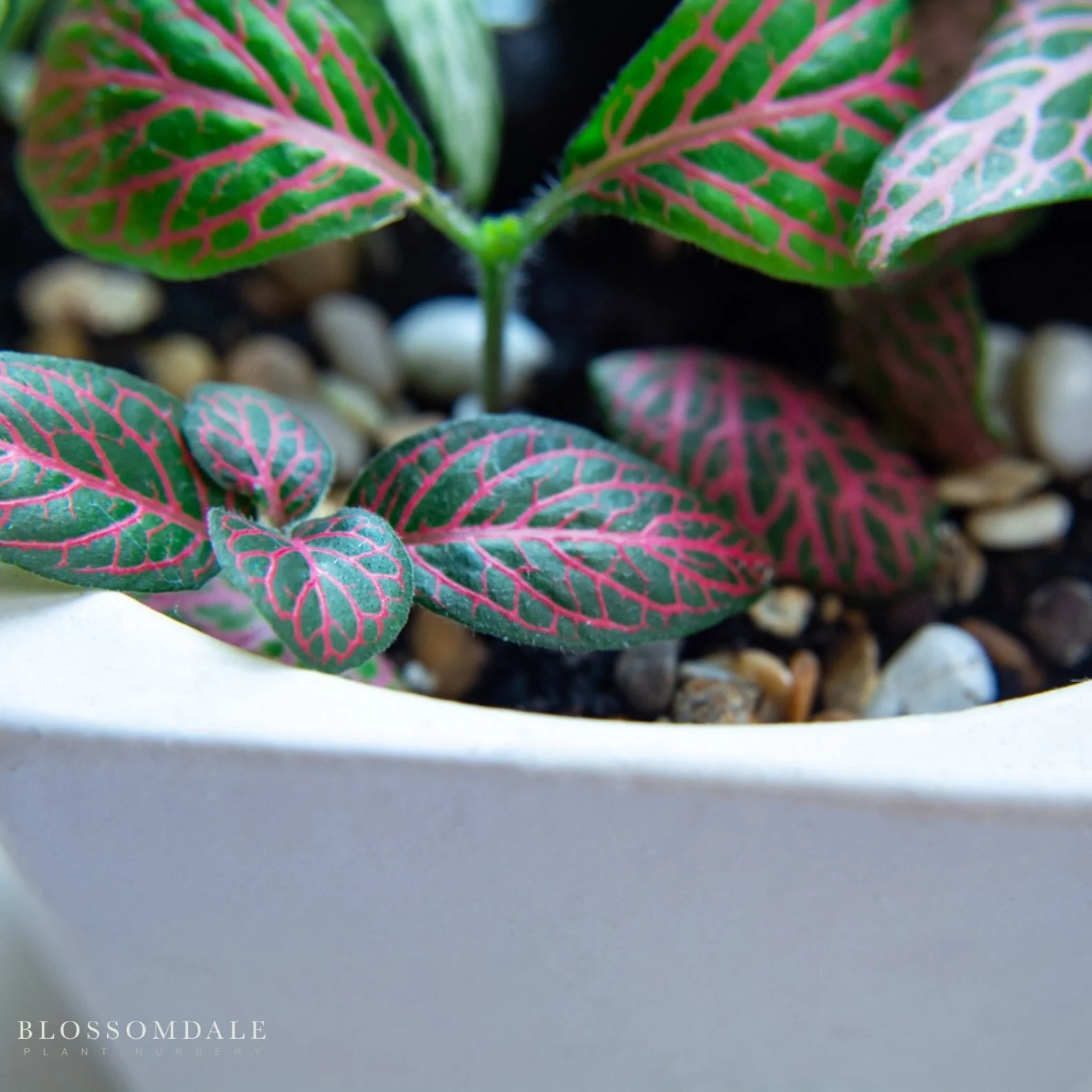 Red Vein Fittonia 'Red Nerve Plant' - Image 2