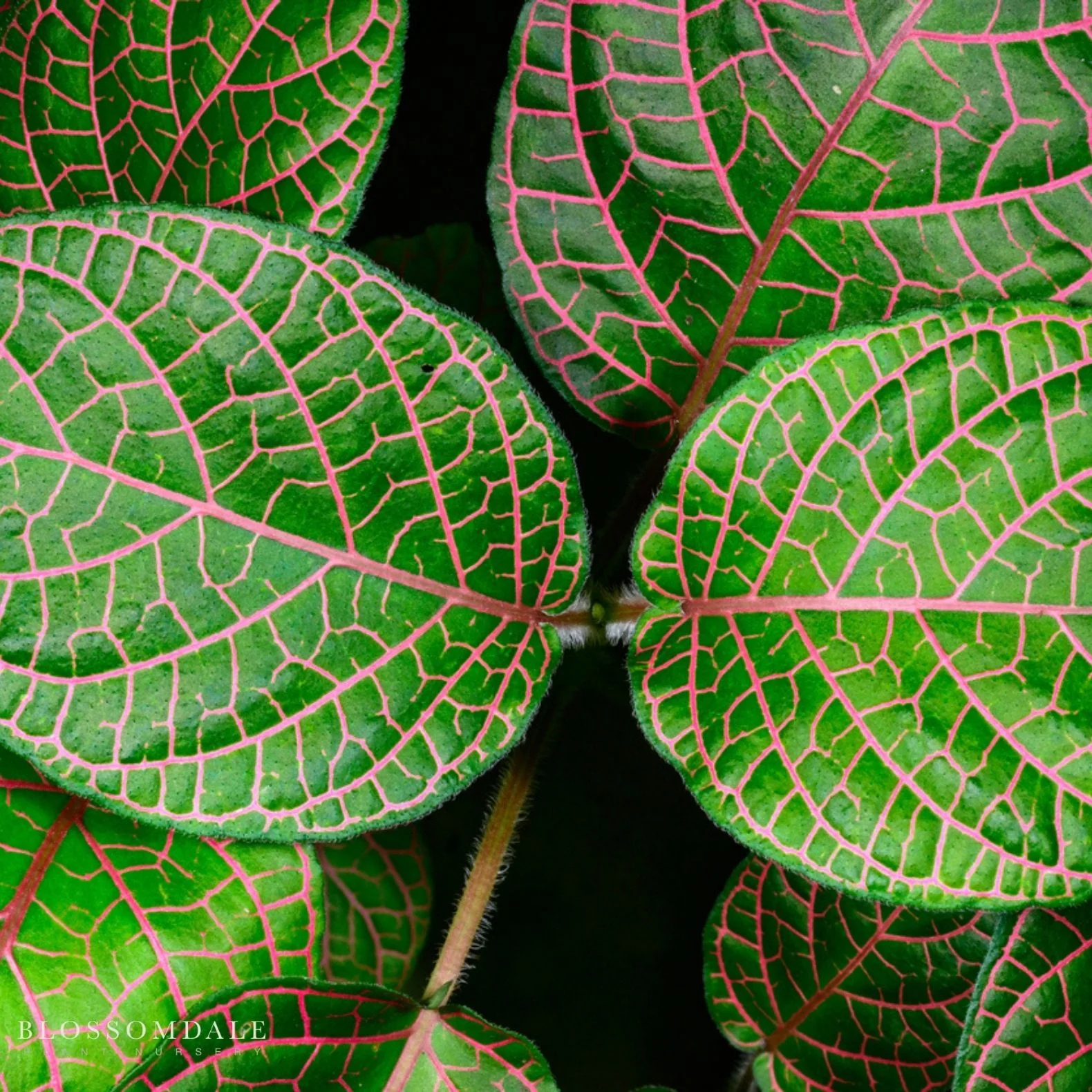 Red Vein Fittonia 'Red Nerve Plant' - Image 3