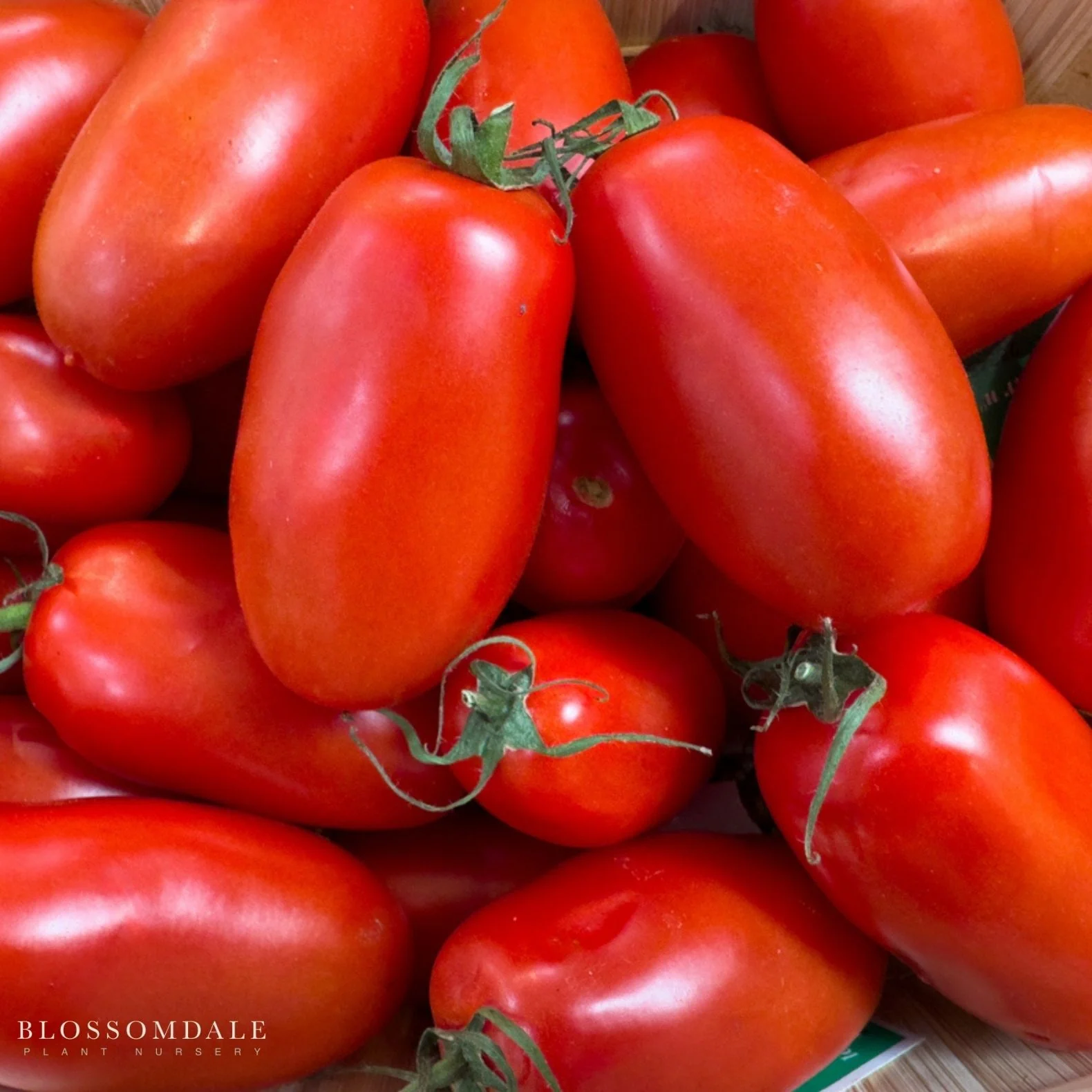 Roma VF Tomato Seeds