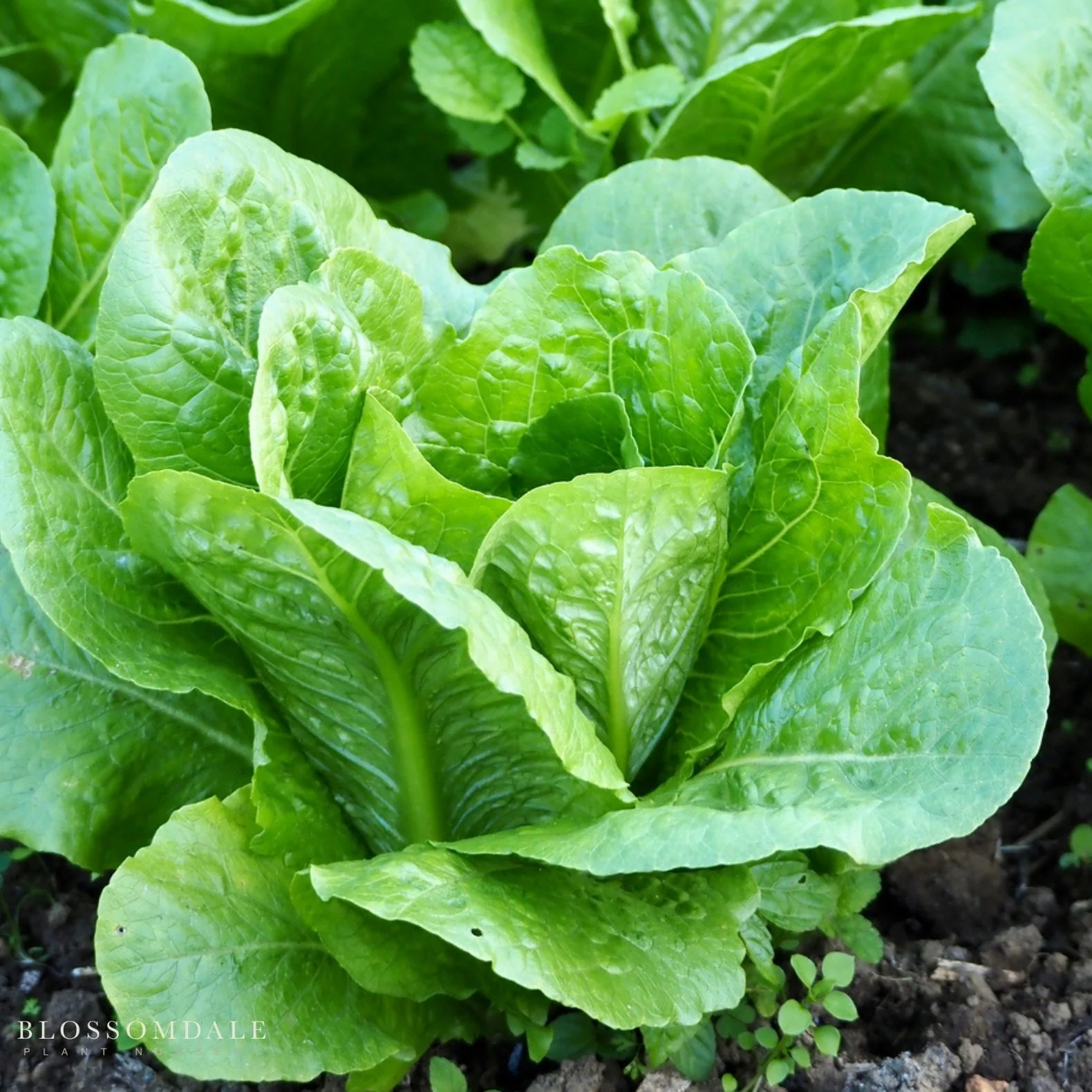 Romaine Parris Island White COS Lettuce Seeds - Image 2