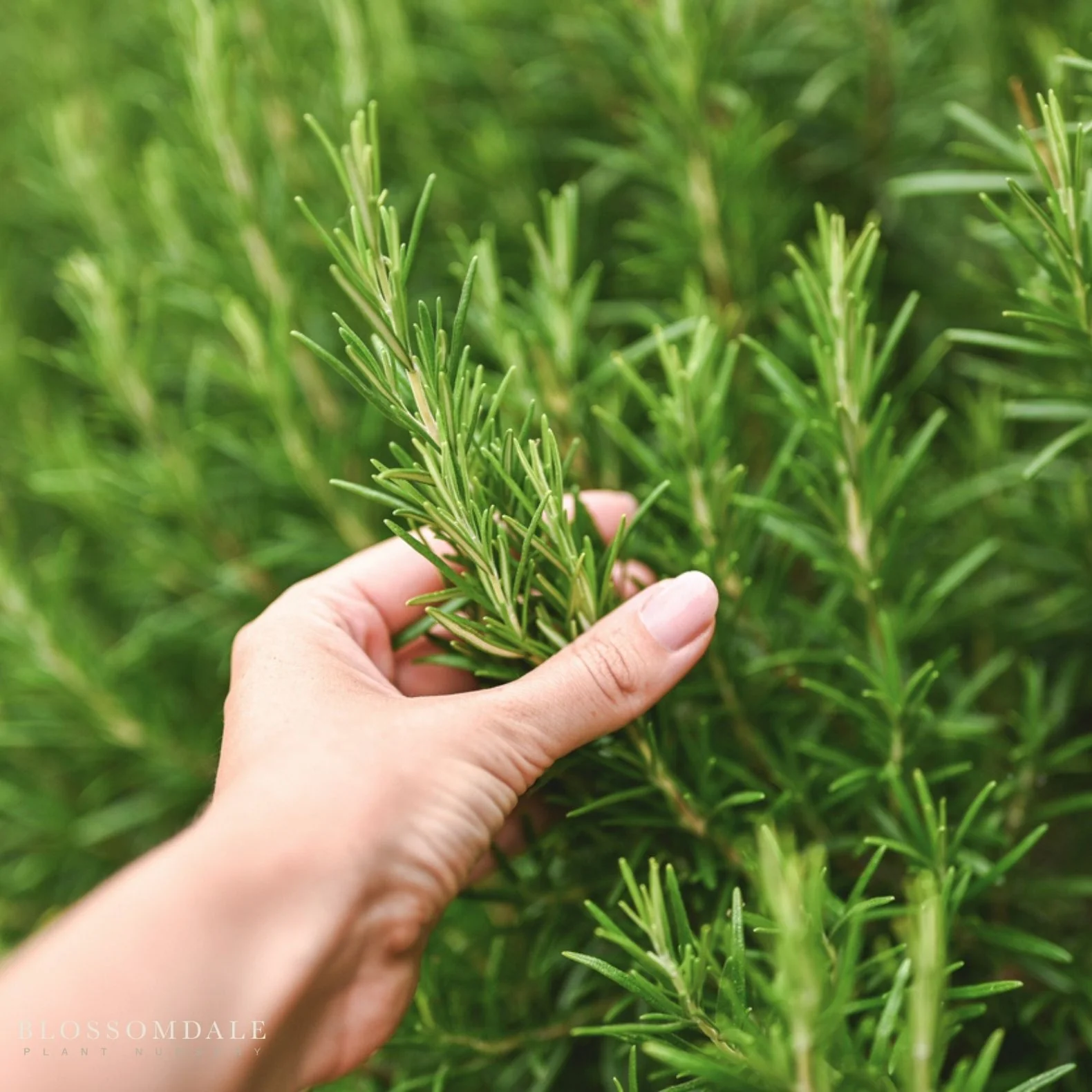 Rosemary Seeds - Image 2