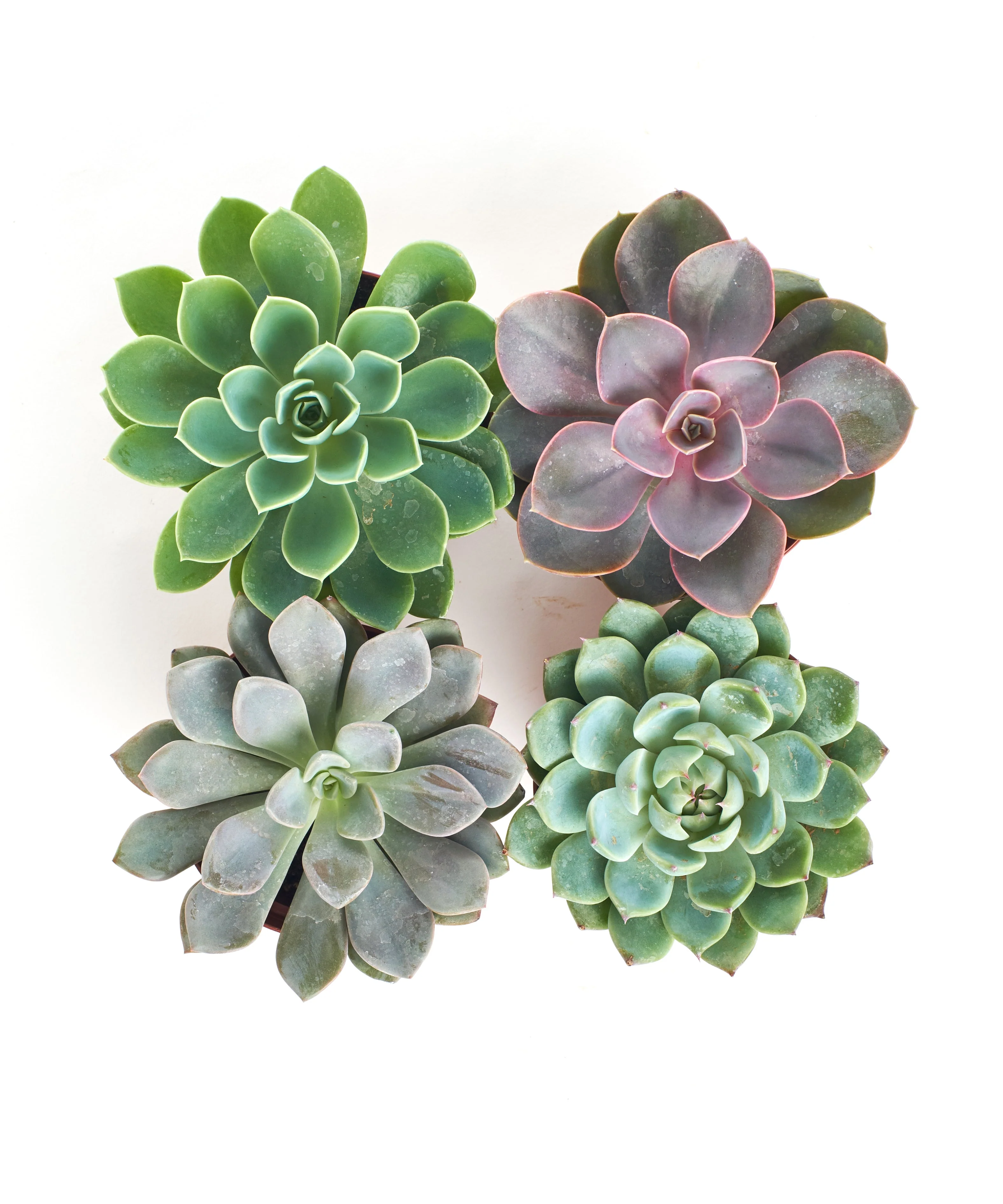 Rosette Medium Succulent Collection - Image 2
