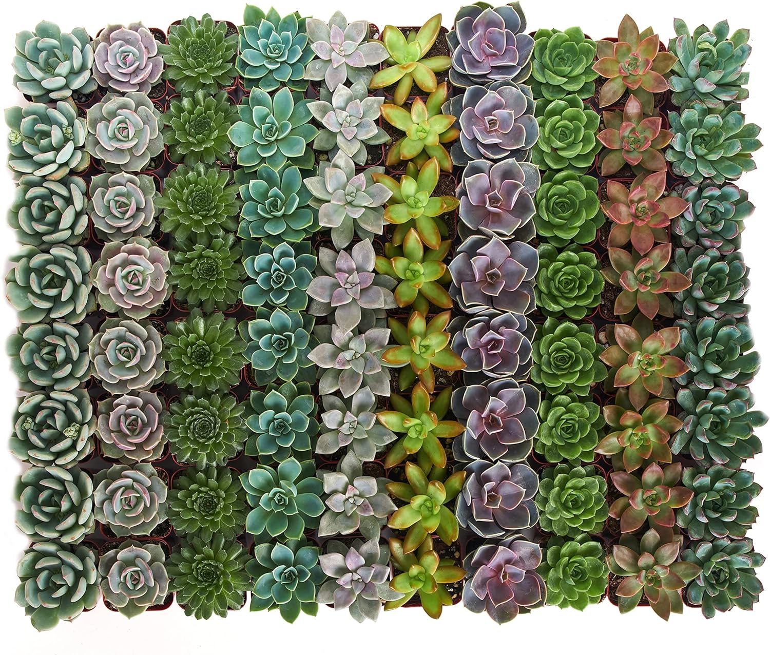 Rosette Succulent Collection - Image 14