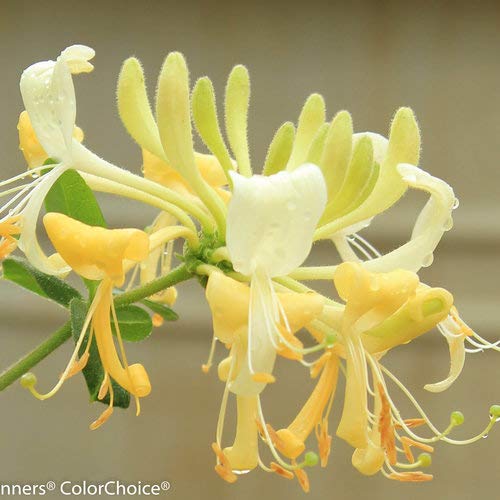 Scentsation Honeysuckle - Image 5