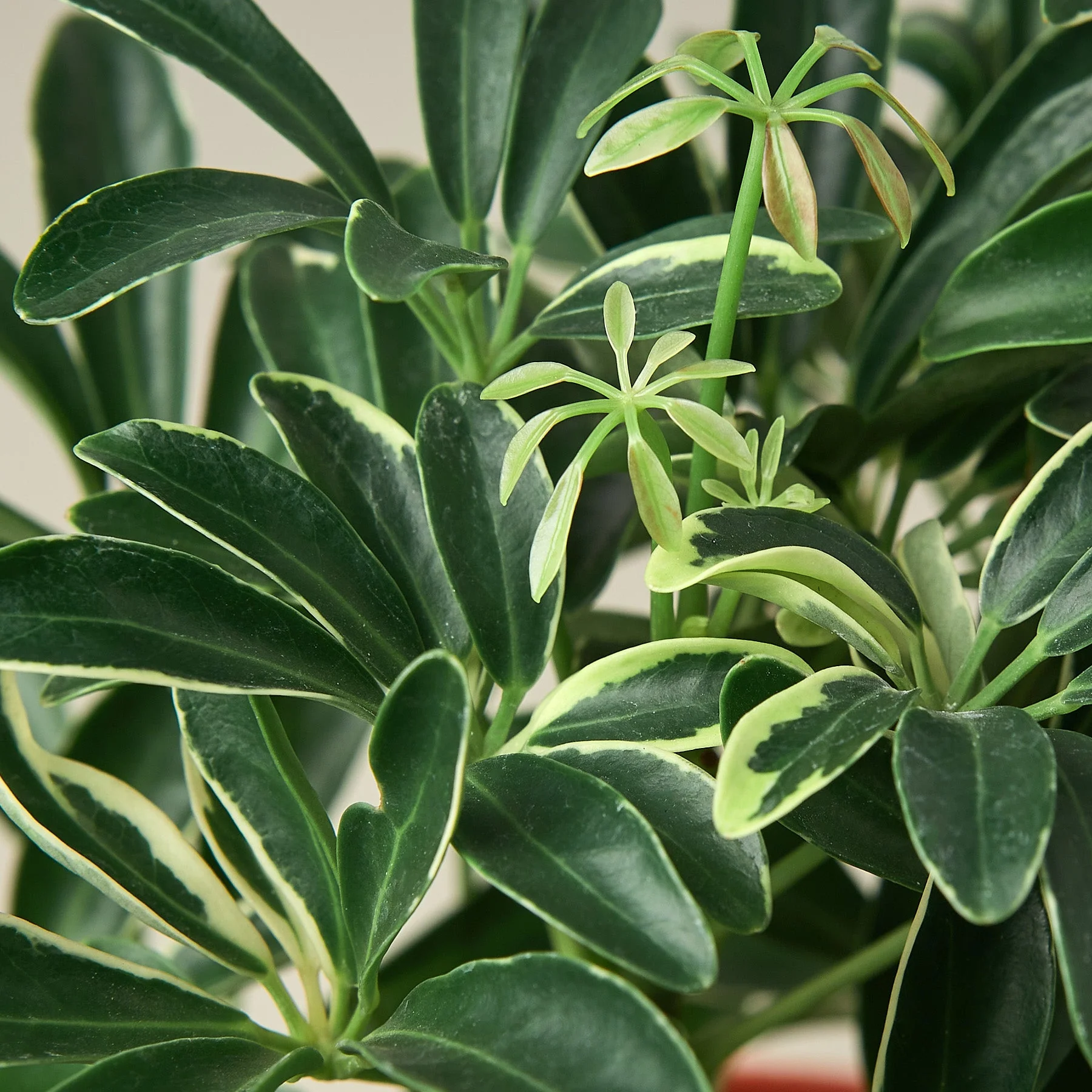 Schefflera 'Moonlight' - Image 5
