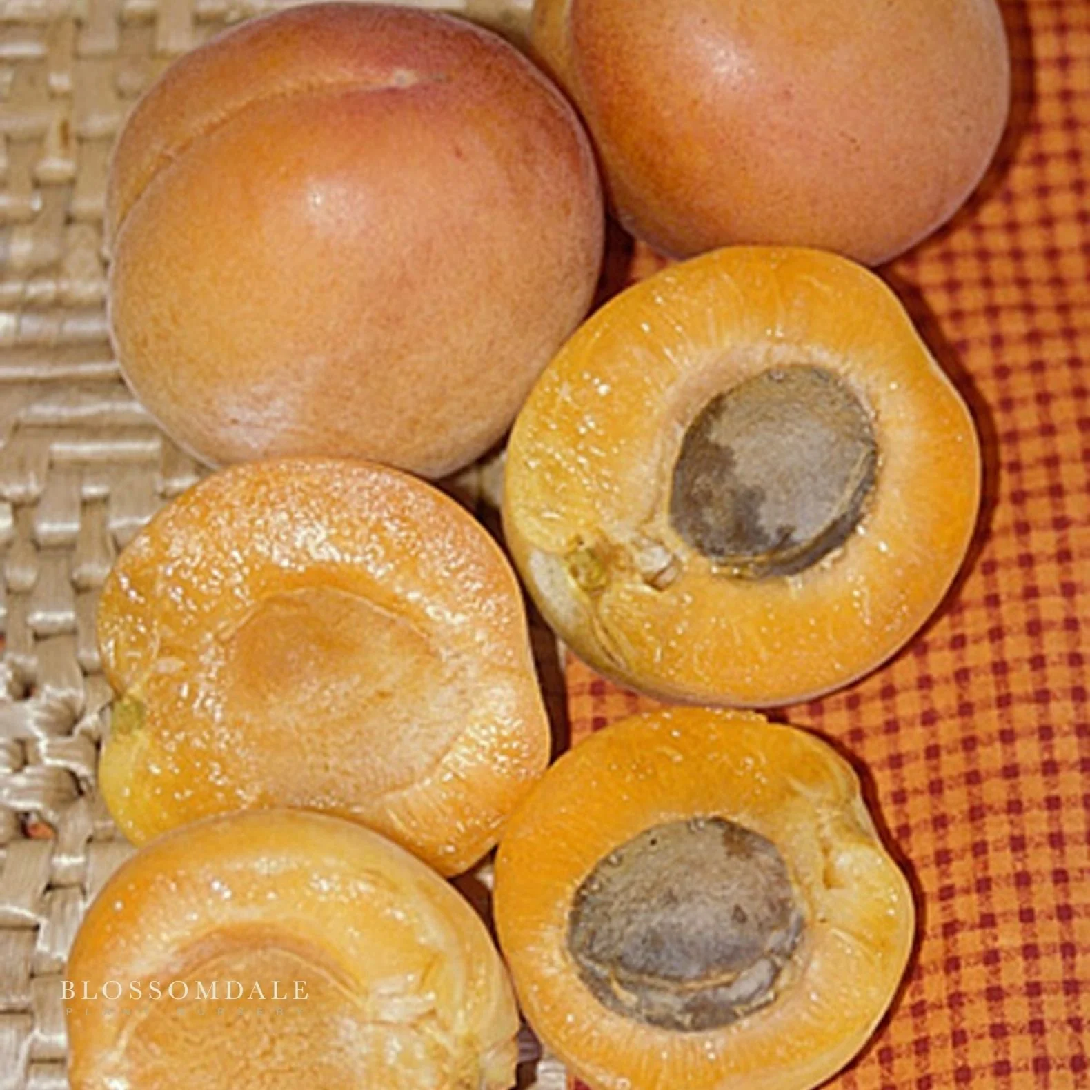 Semi Dwarf 4-in-1 Apricot Tree (Tomcot, Katy, Blenheim, Flavor Delight or Royal Rosa) - Image 4