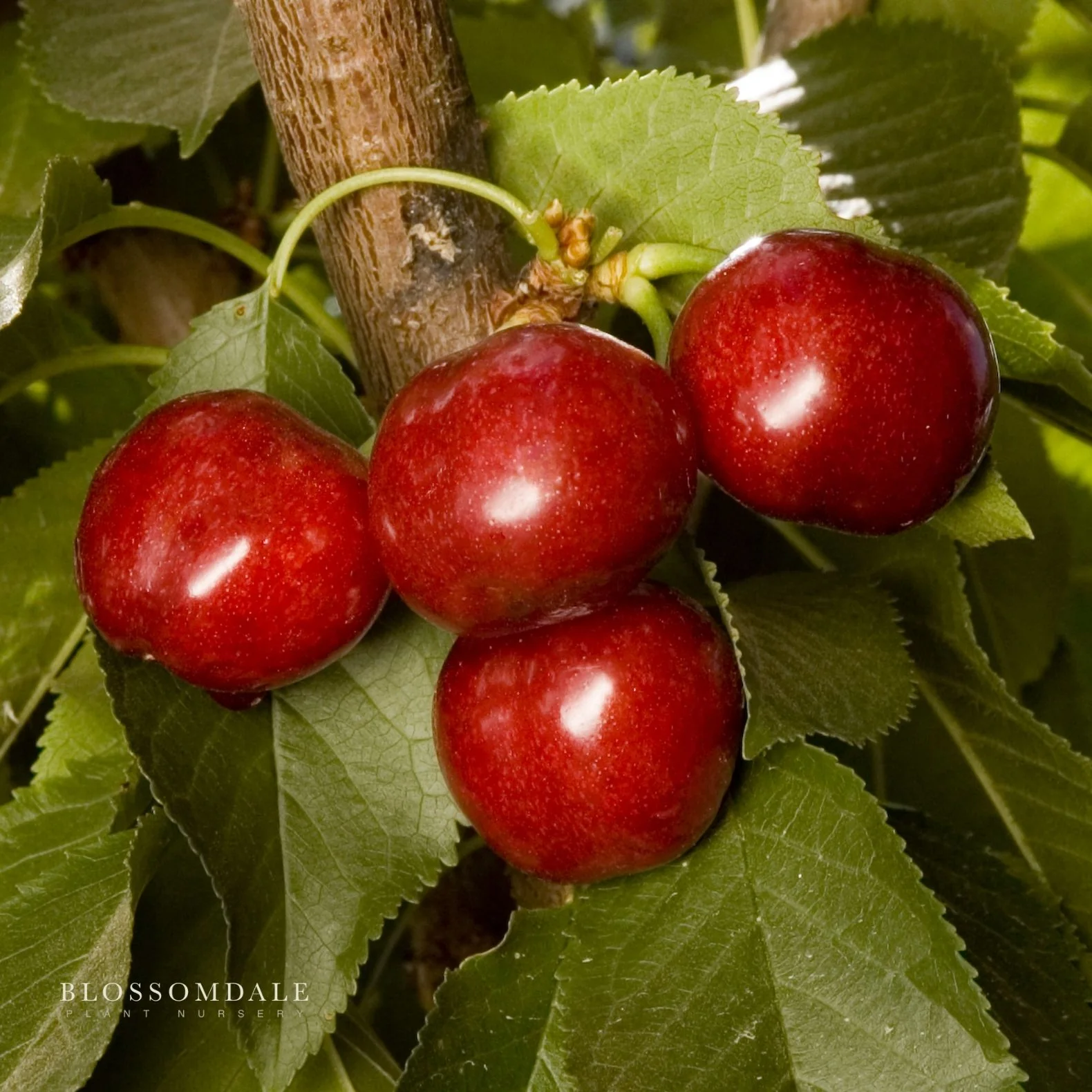 Semi Dwarf 4-in-1 Cherry Tree (Rainer, Bing, Utah Giant and Van) - Image 3
