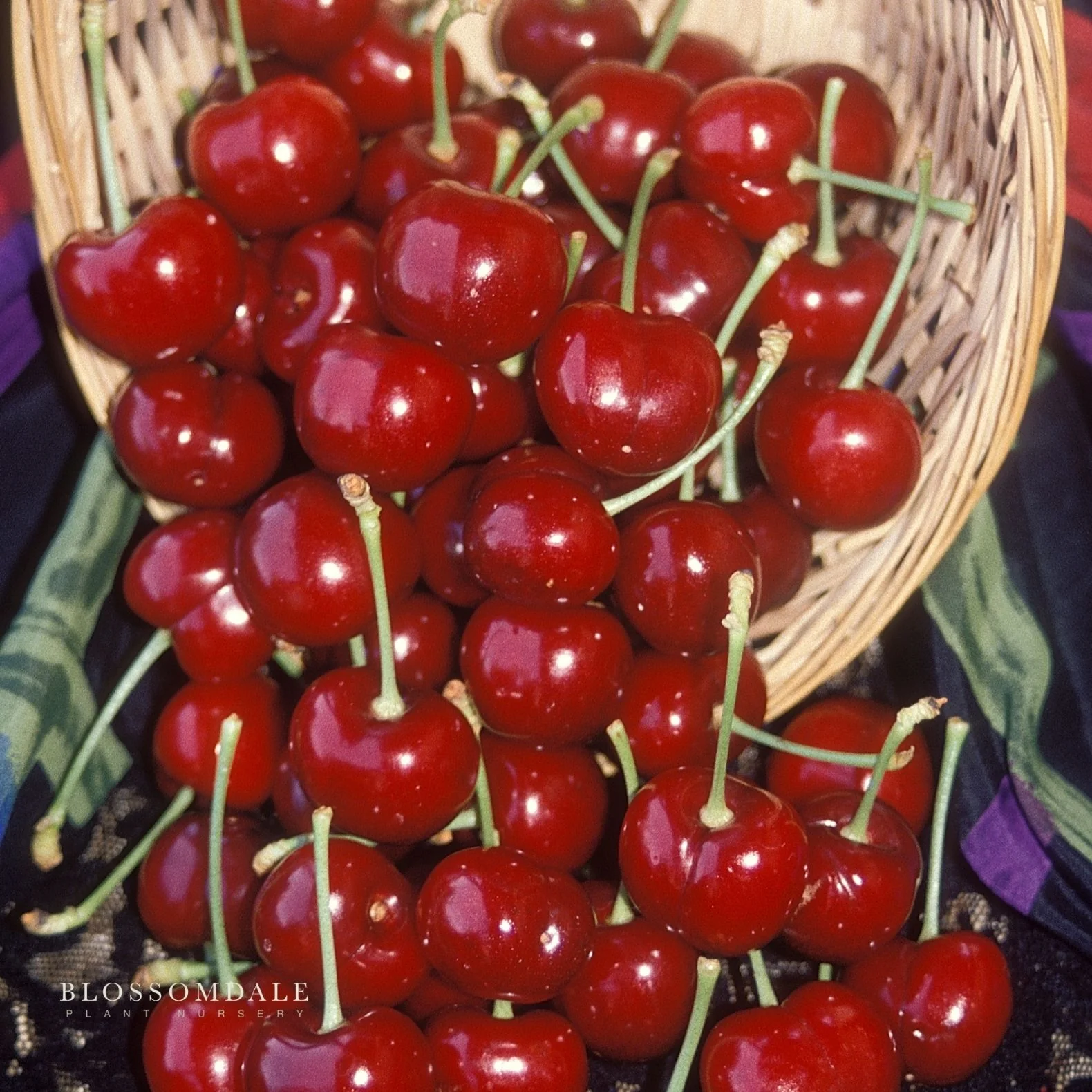 Semi Dwarf 4-in-1 Cherry Tree (Rainer, Bing, Utah Giant and Van) - Image 4