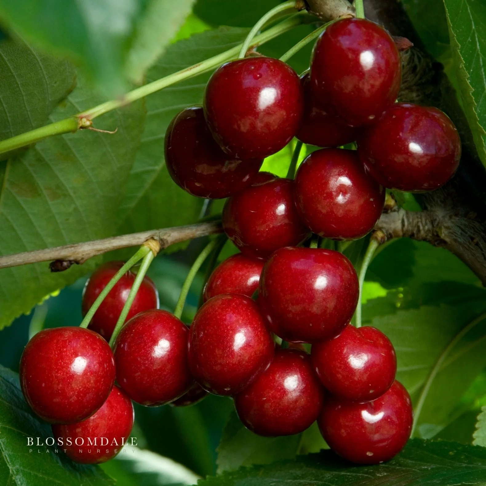 Semi Dwarf 4-in-1 Cherry Tree (Rainer, Bing, Utah Giant and Van) - Image 6