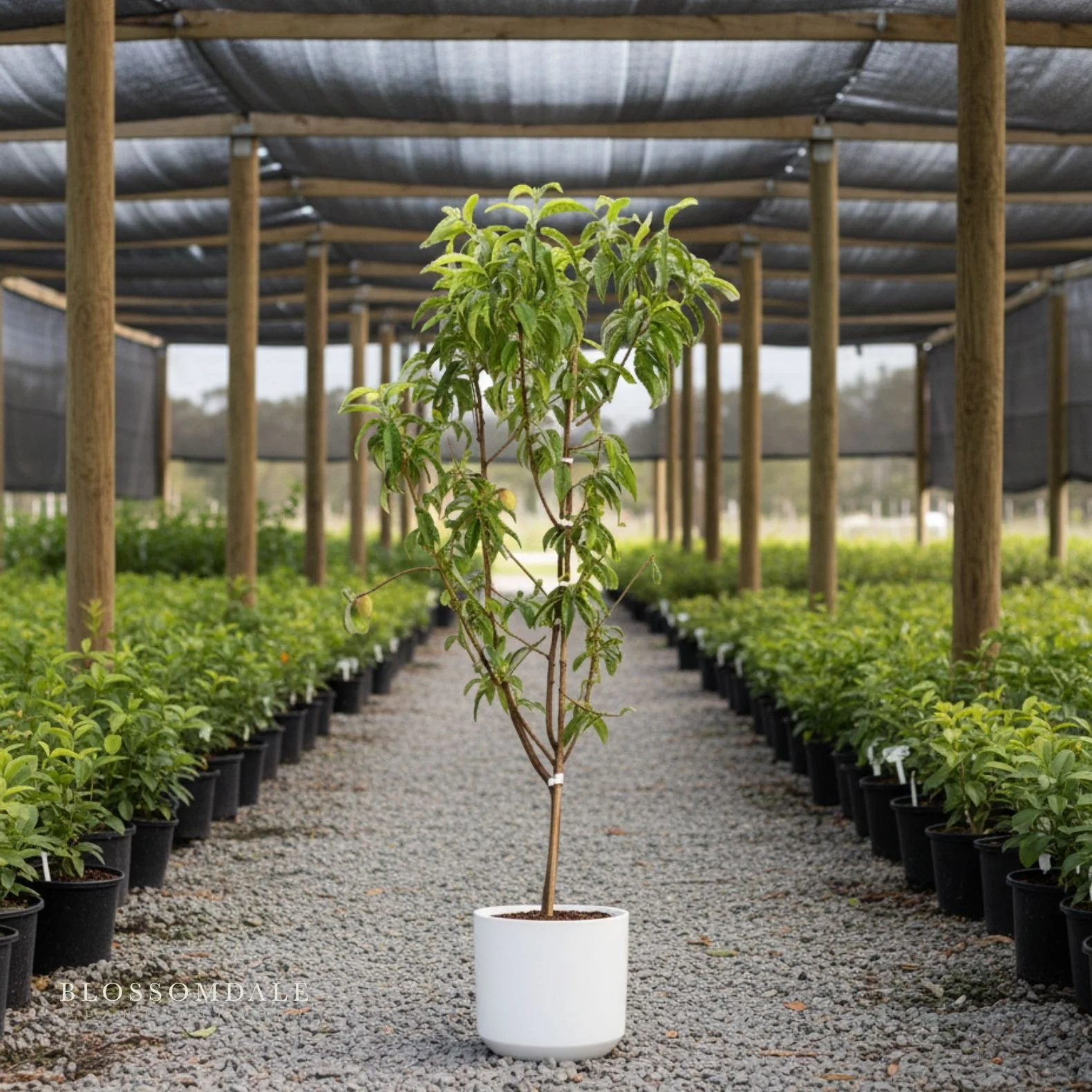 Semi Dwarf 4-in-1 Peach Tree (Gleason Early Elberta, Frost Redhaven, Veteran or Cresthaven) - Image 2