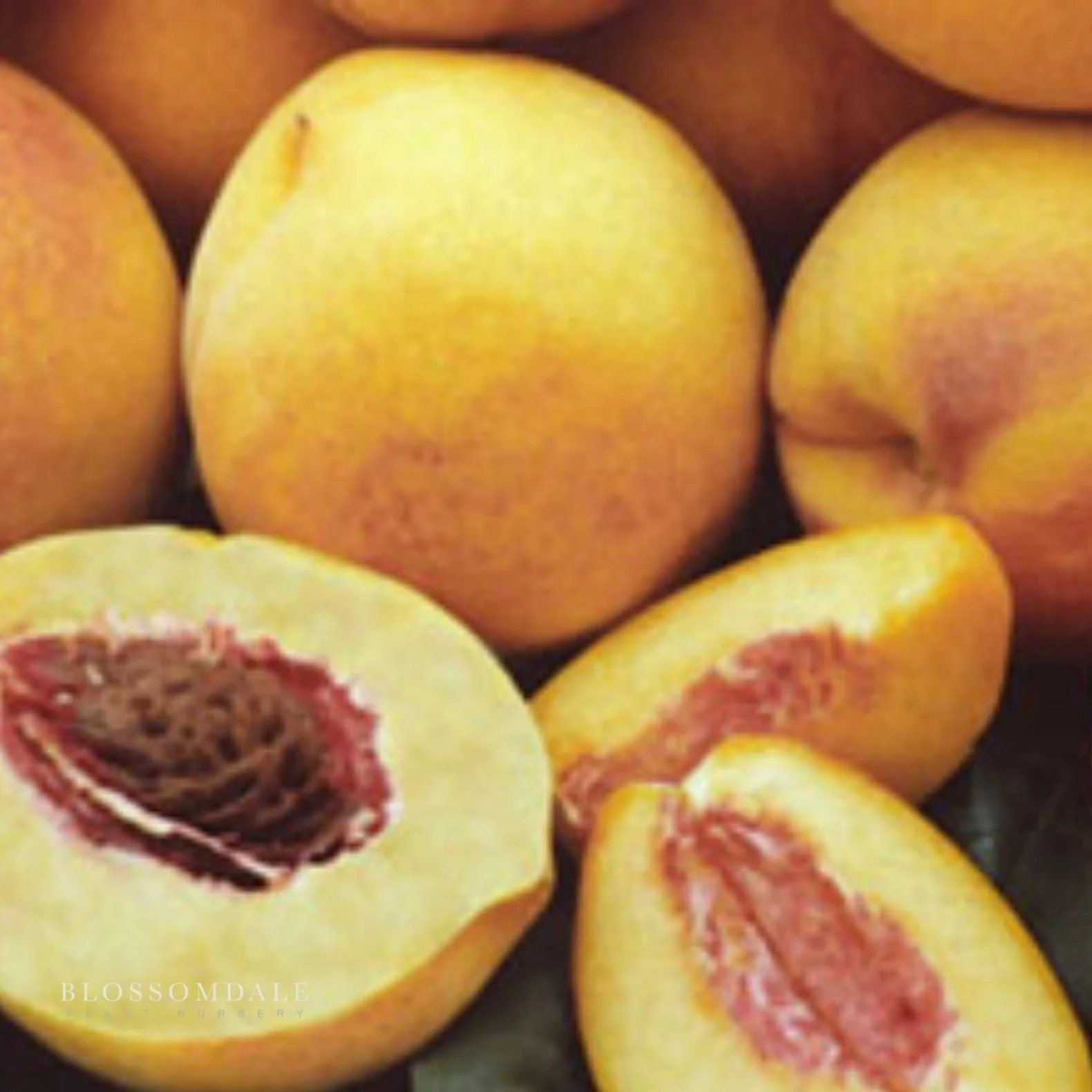 Semi Dwarf 4-in-1 Peach Tree (Gleason Early Elberta, Frost Redhaven, Veteran or Cresthaven) - Image 3