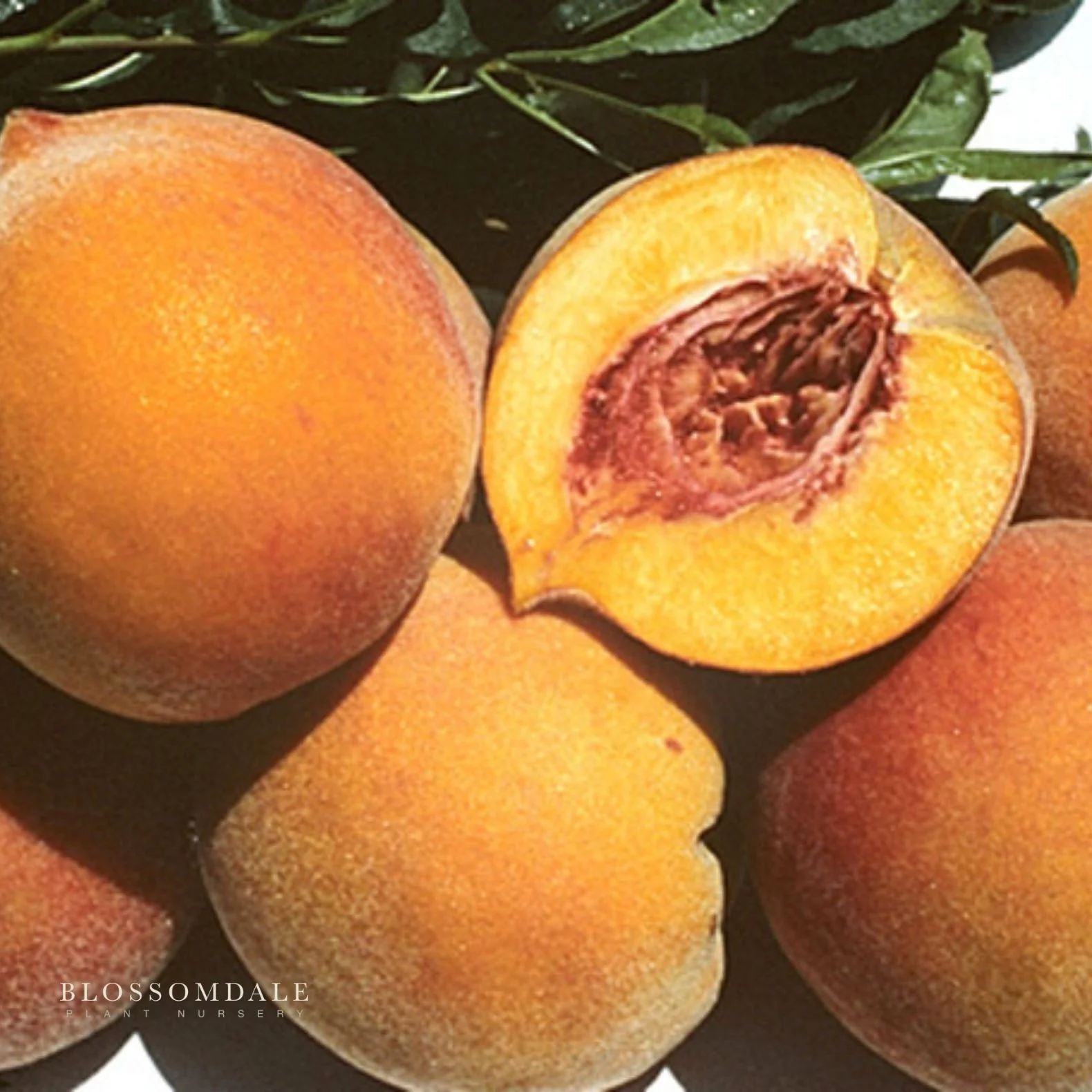 Semi Dwarf 4-in-1 Peach Tree (Gleason Early Elberta, Frost Redhaven, Veteran or Cresthaven) - Image 4