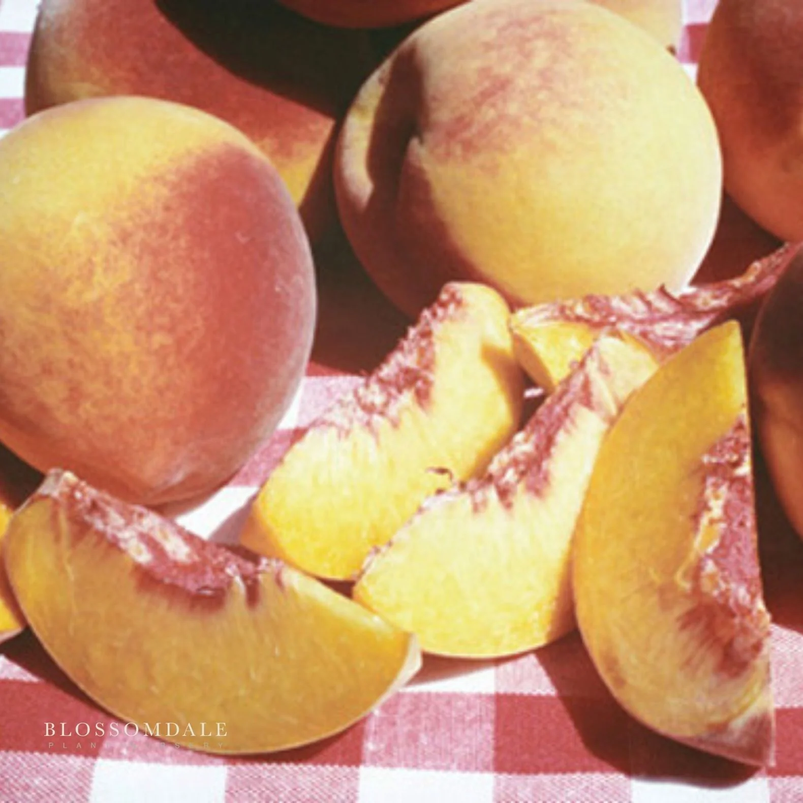Semi Dwarf 4-in-1 Peach Tree (Gleason Early Elberta, Frost Redhaven, Veteran or Cresthaven) - Image 5