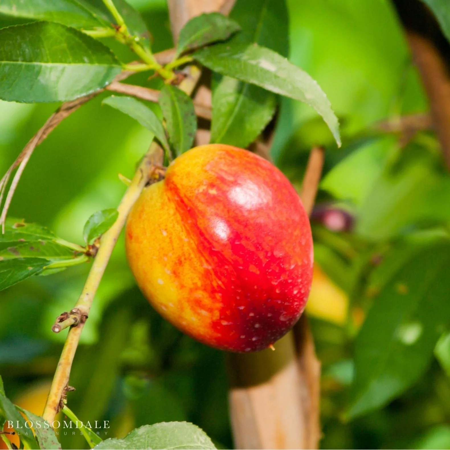 Semi Dwarf Arctic Glo Nectarine Tree - Image 2