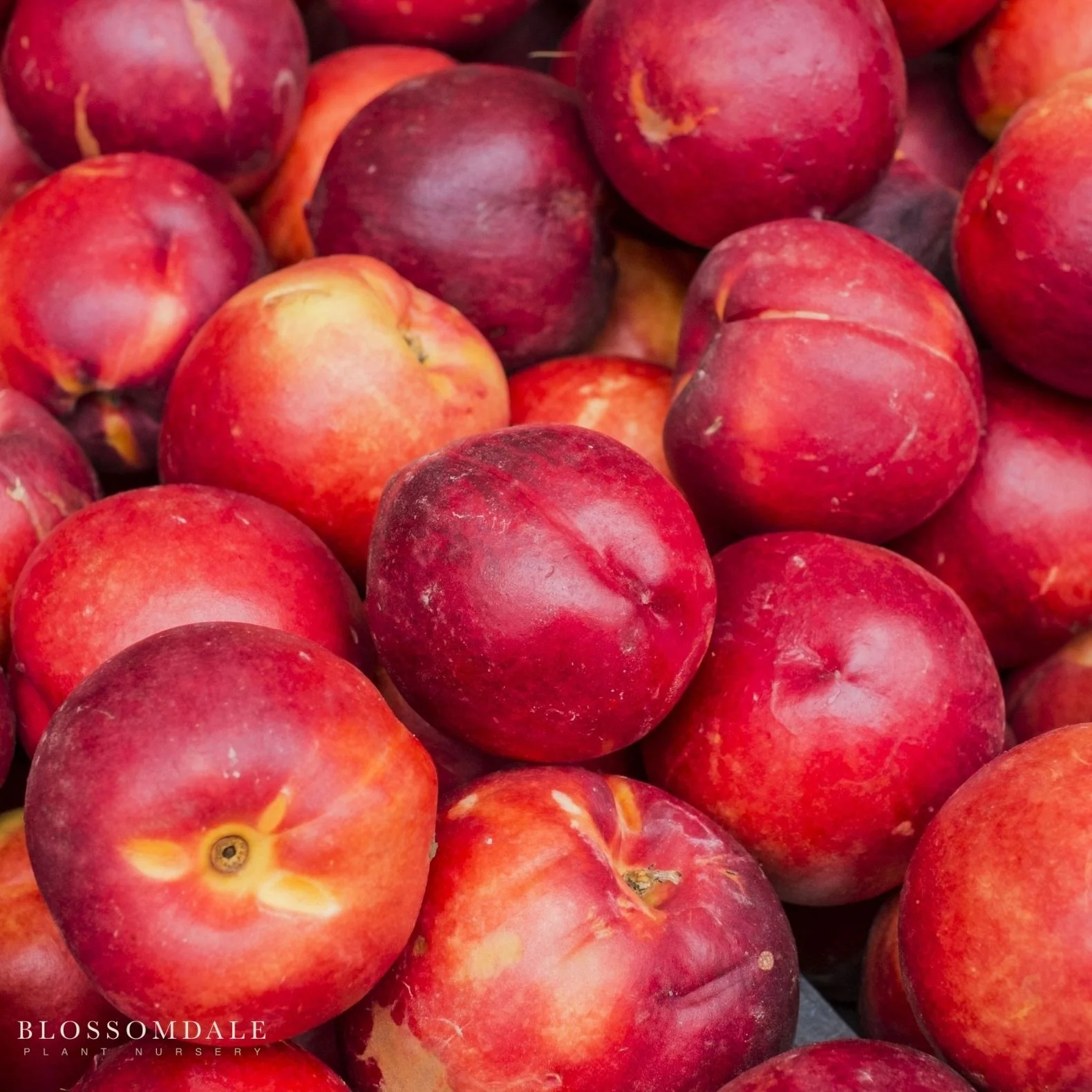 Semi Dwarf Arctic Glo Nectarine Tree - Image 3