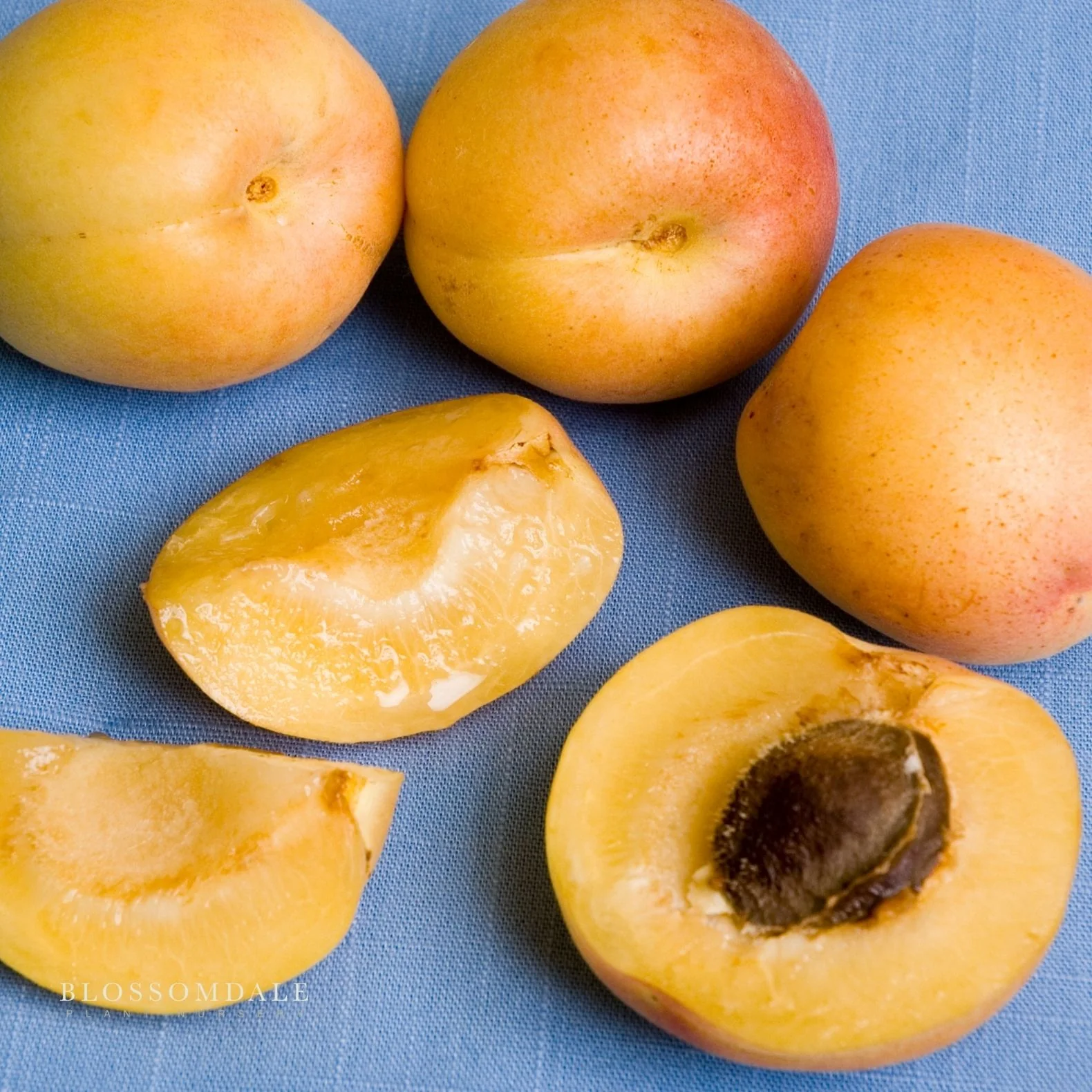 Semi Dwarf Cot-N-Candy Aprium Tree (Apricot & Plum Cross) - Image 2