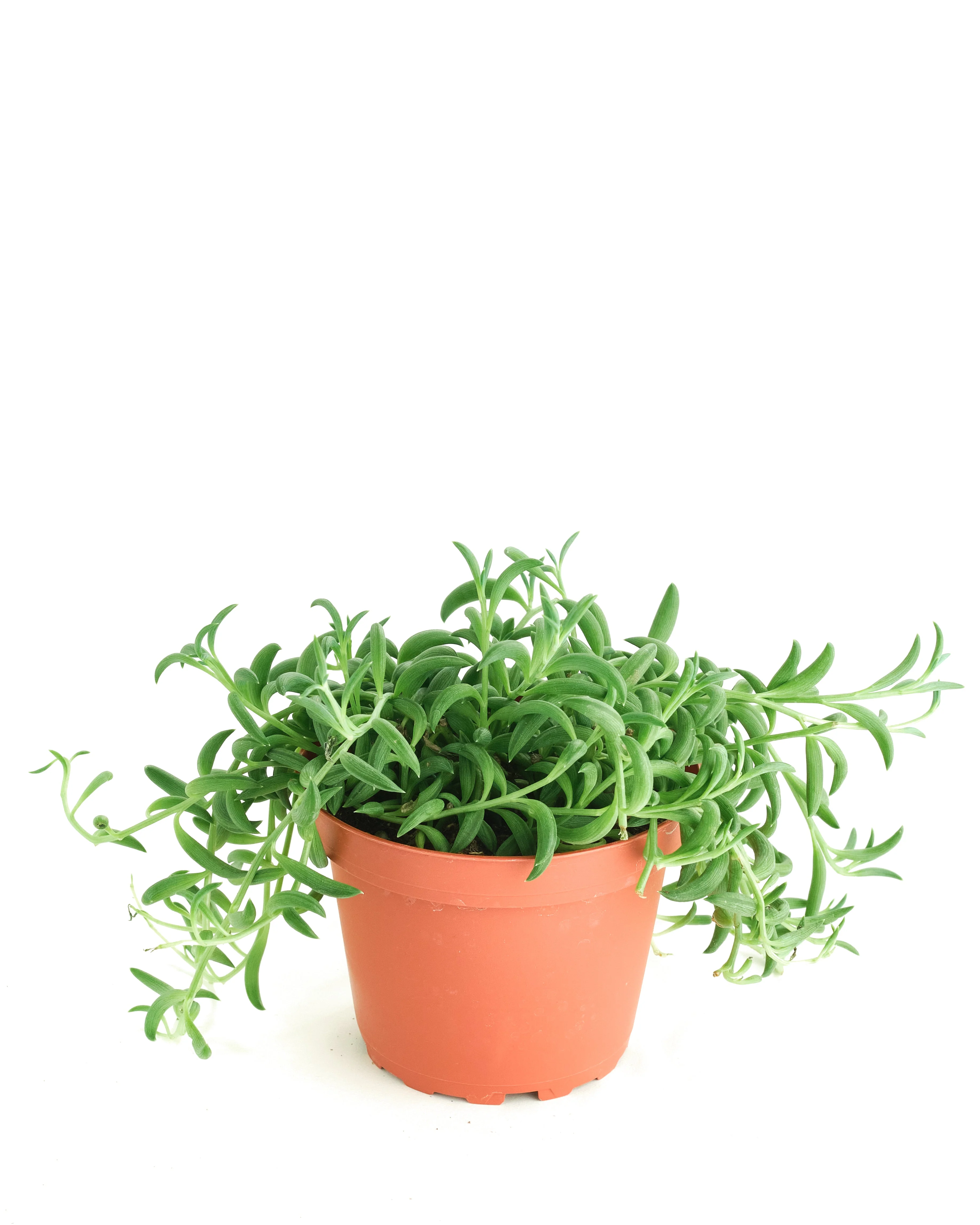 Senecio Radicans 'String of Bananas' - Image 5