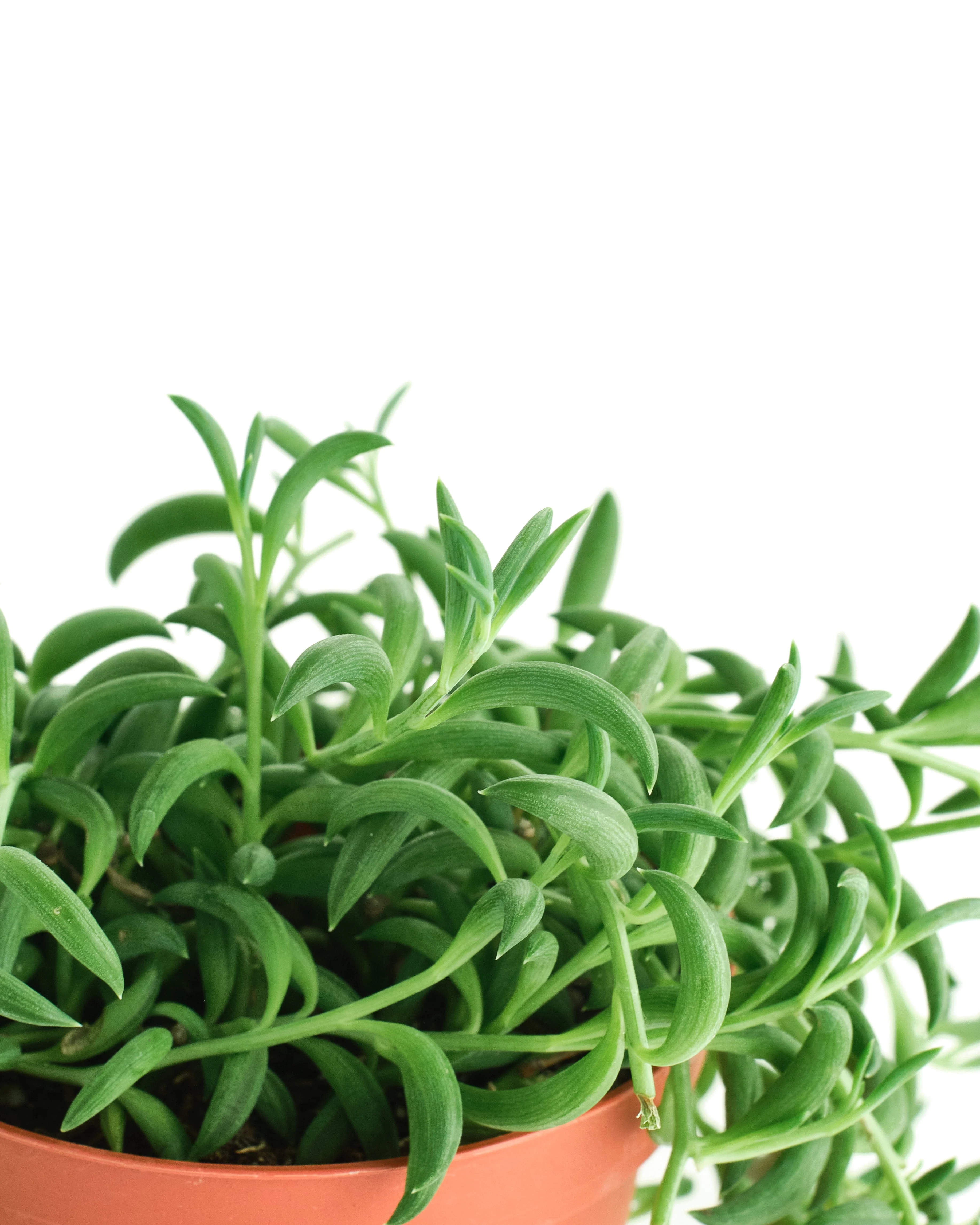 Senecio Radicans 'String of Bananas' - Image 6