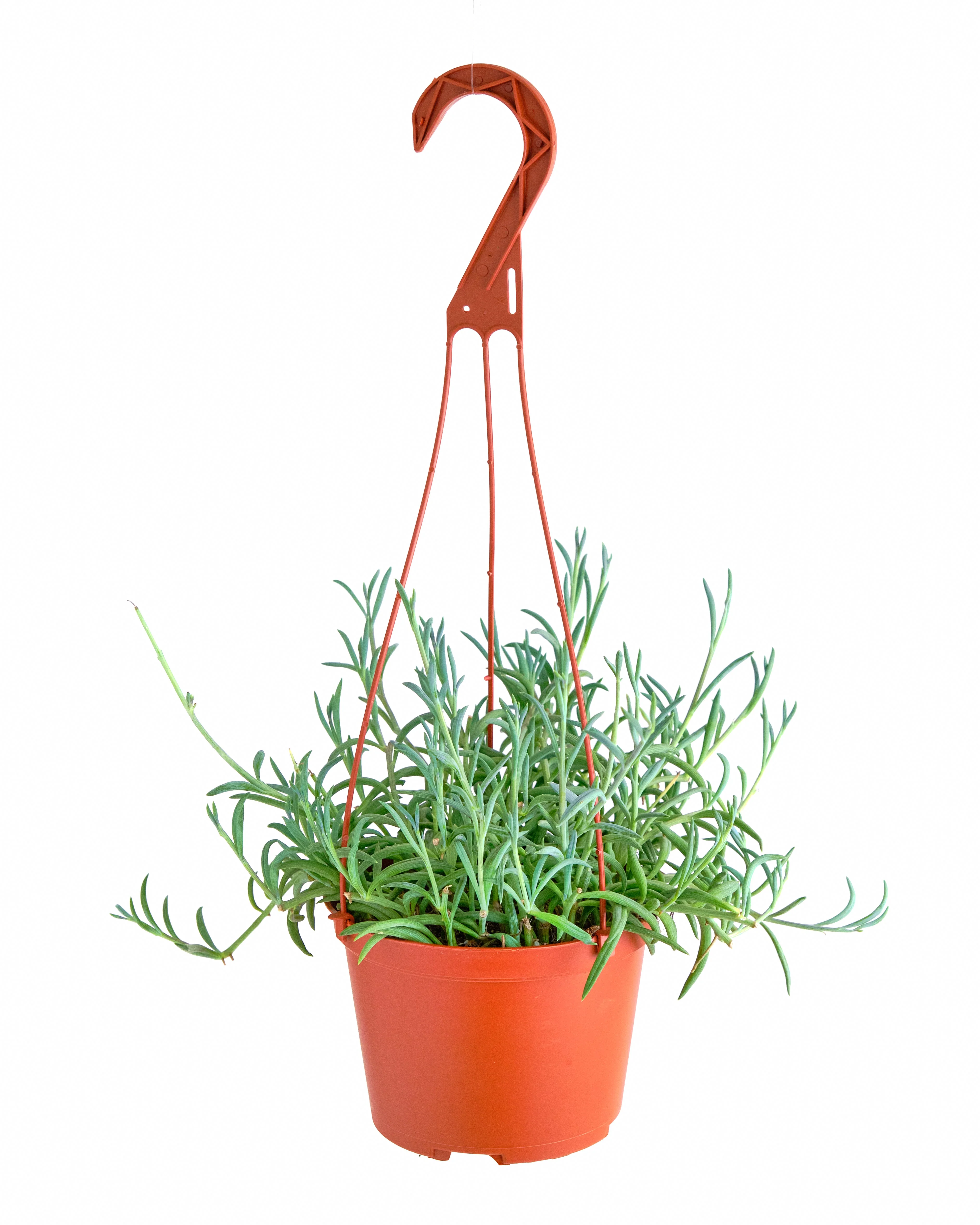 Senecio Radicans 'String of Fishhooks'
