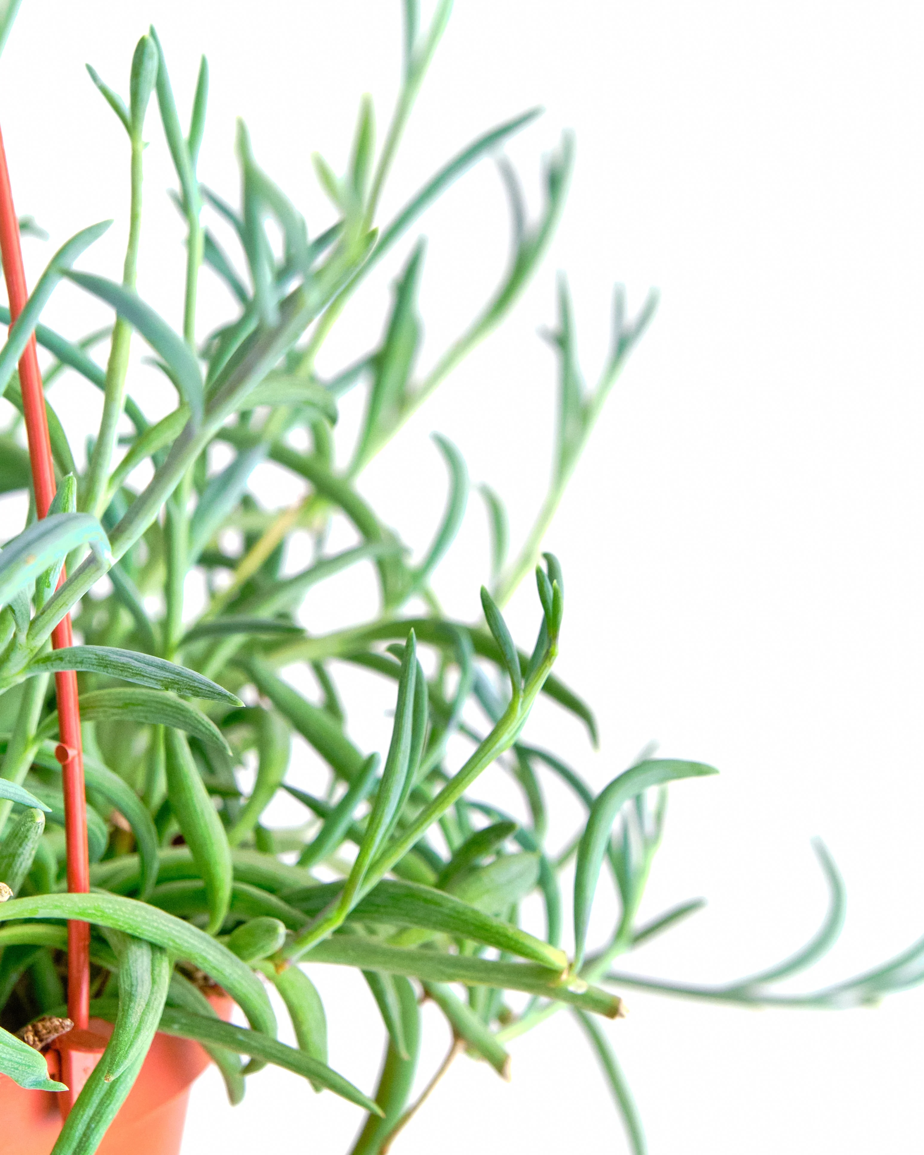 Senecio Radicans 'String of Fishhooks' - Image 2