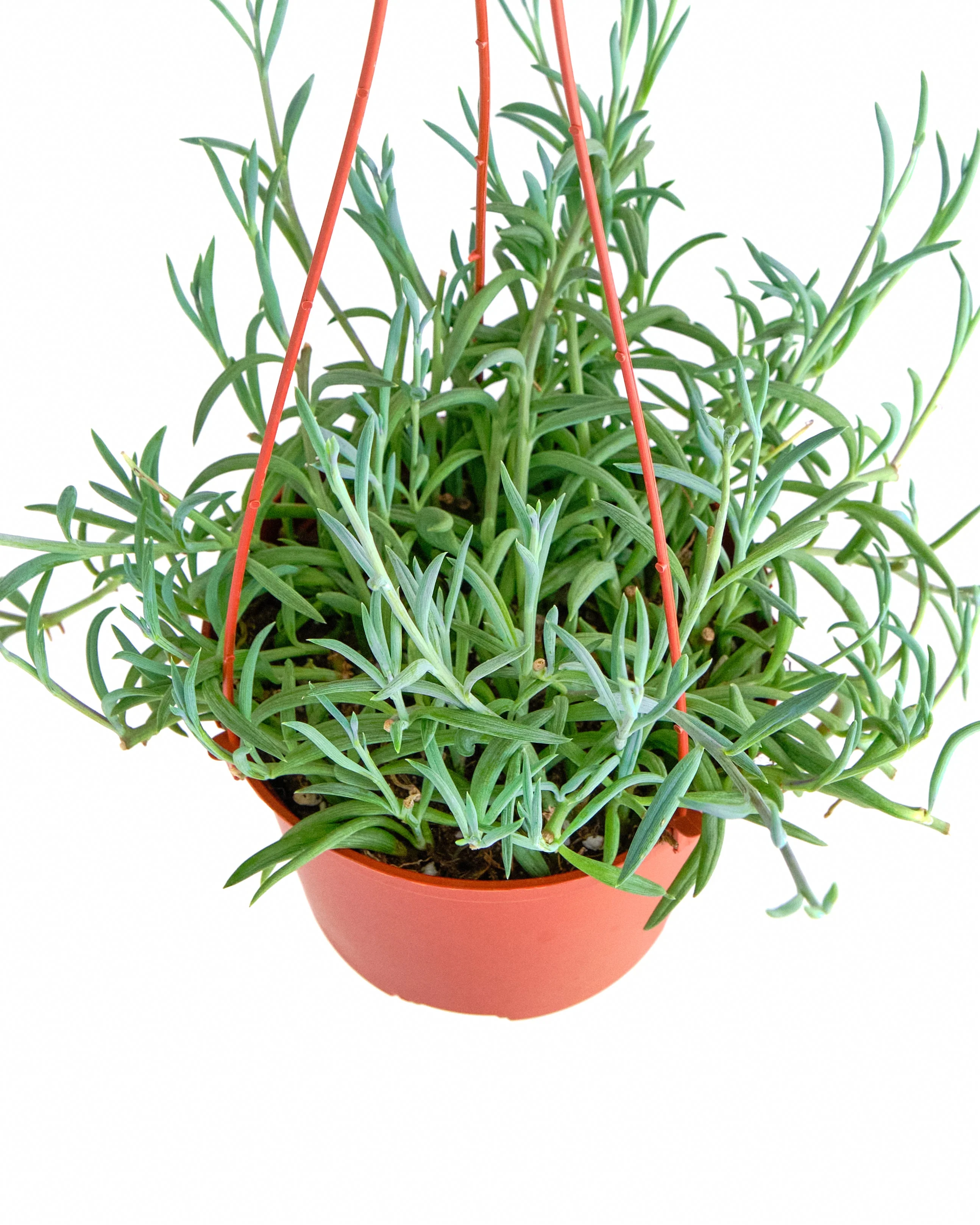 Senecio Radicans 'String of Fishhooks' - Image 3