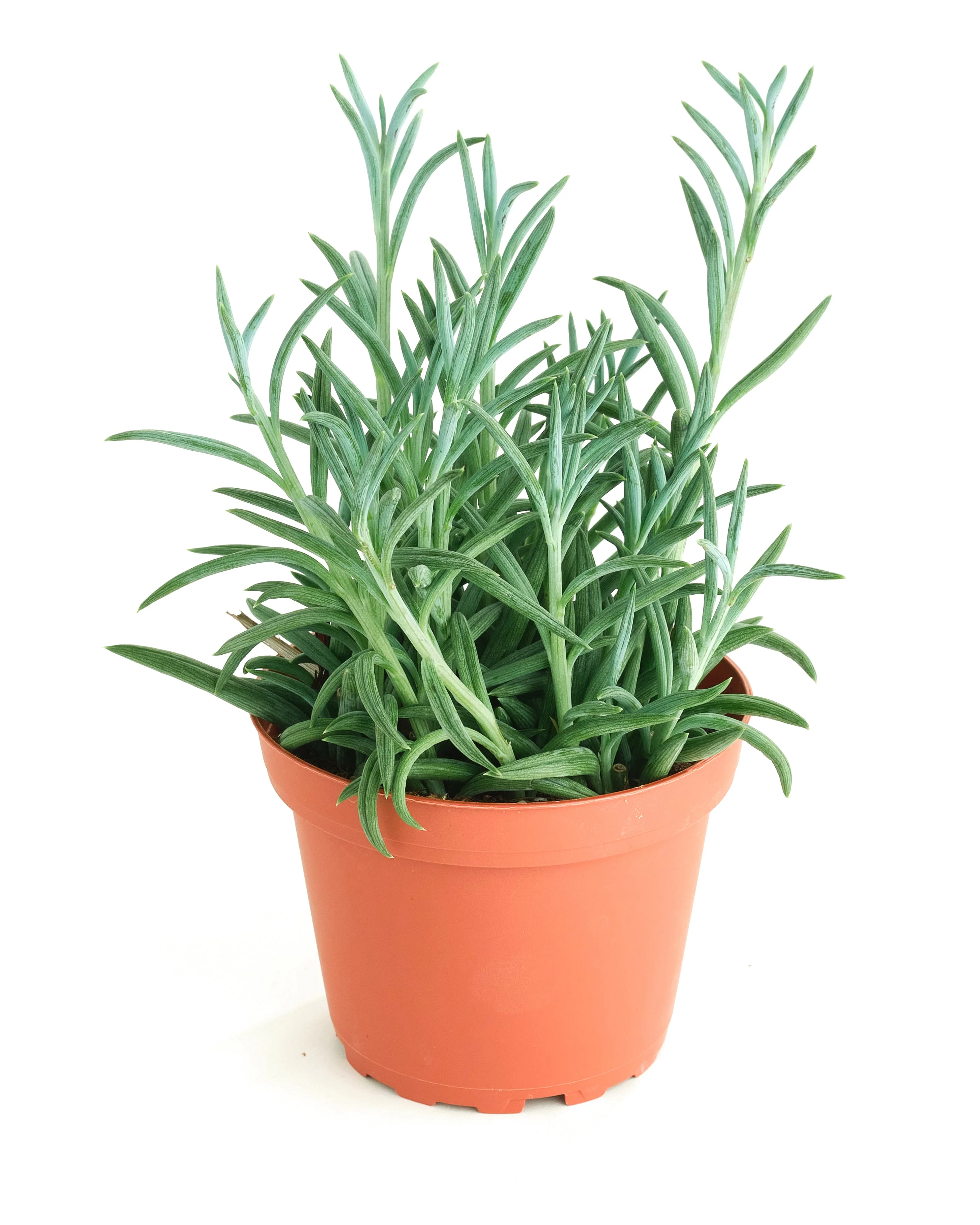 Senecio Radicans 'String of Fishhooks' - Image 4