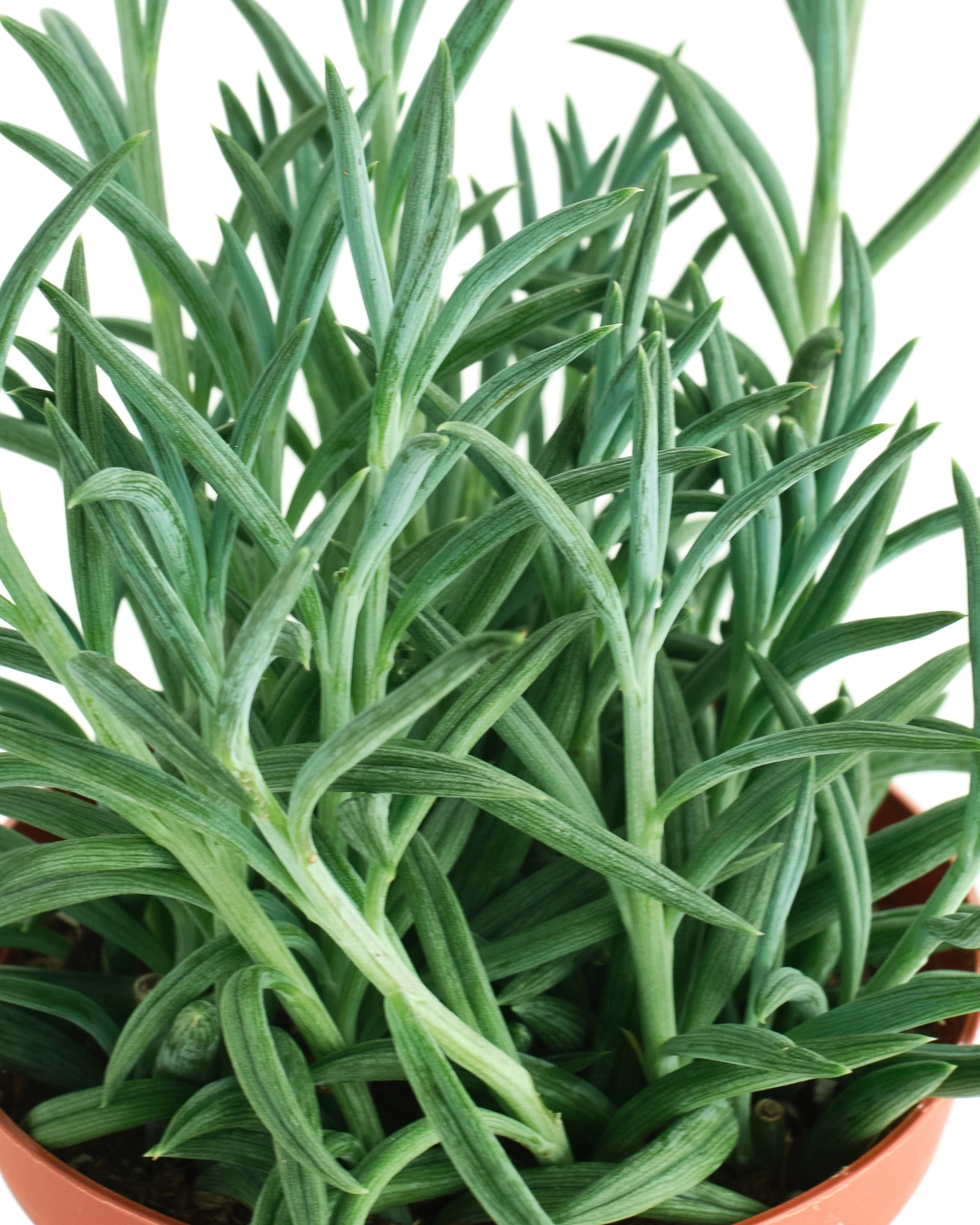 Senecio Radicans 'String of Fishhooks' - Image 5