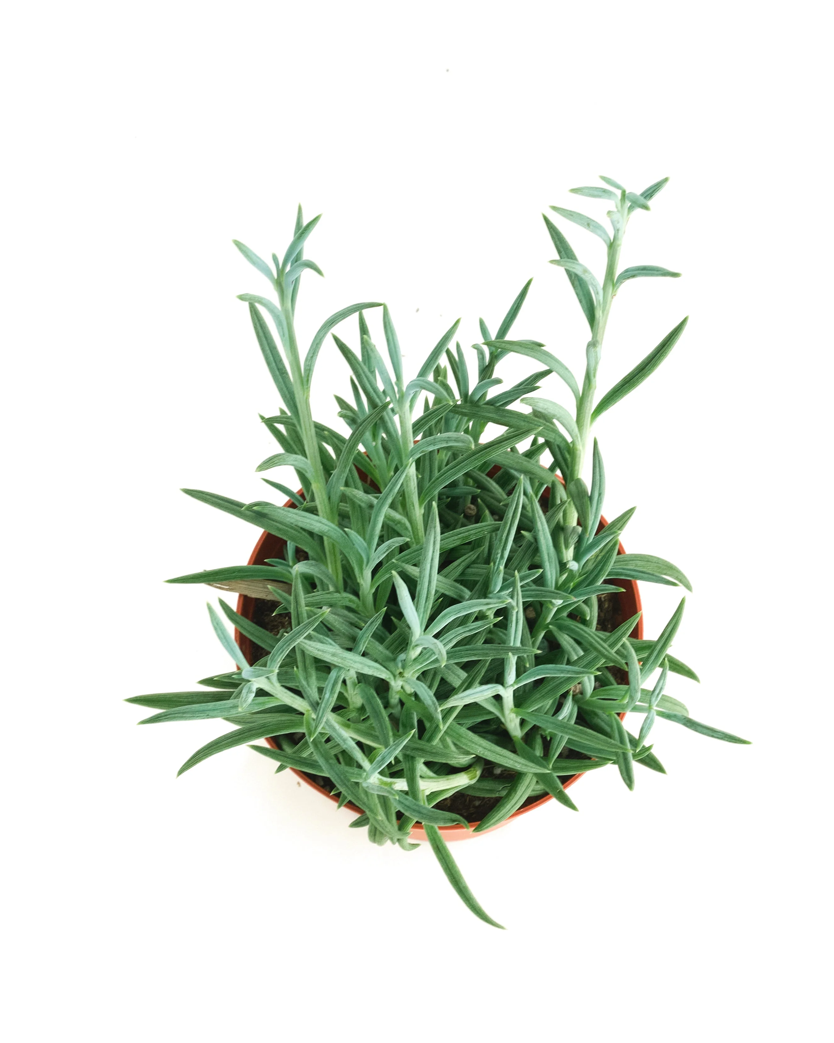 Senecio Radicans 'String of Fishhooks' - Image 6