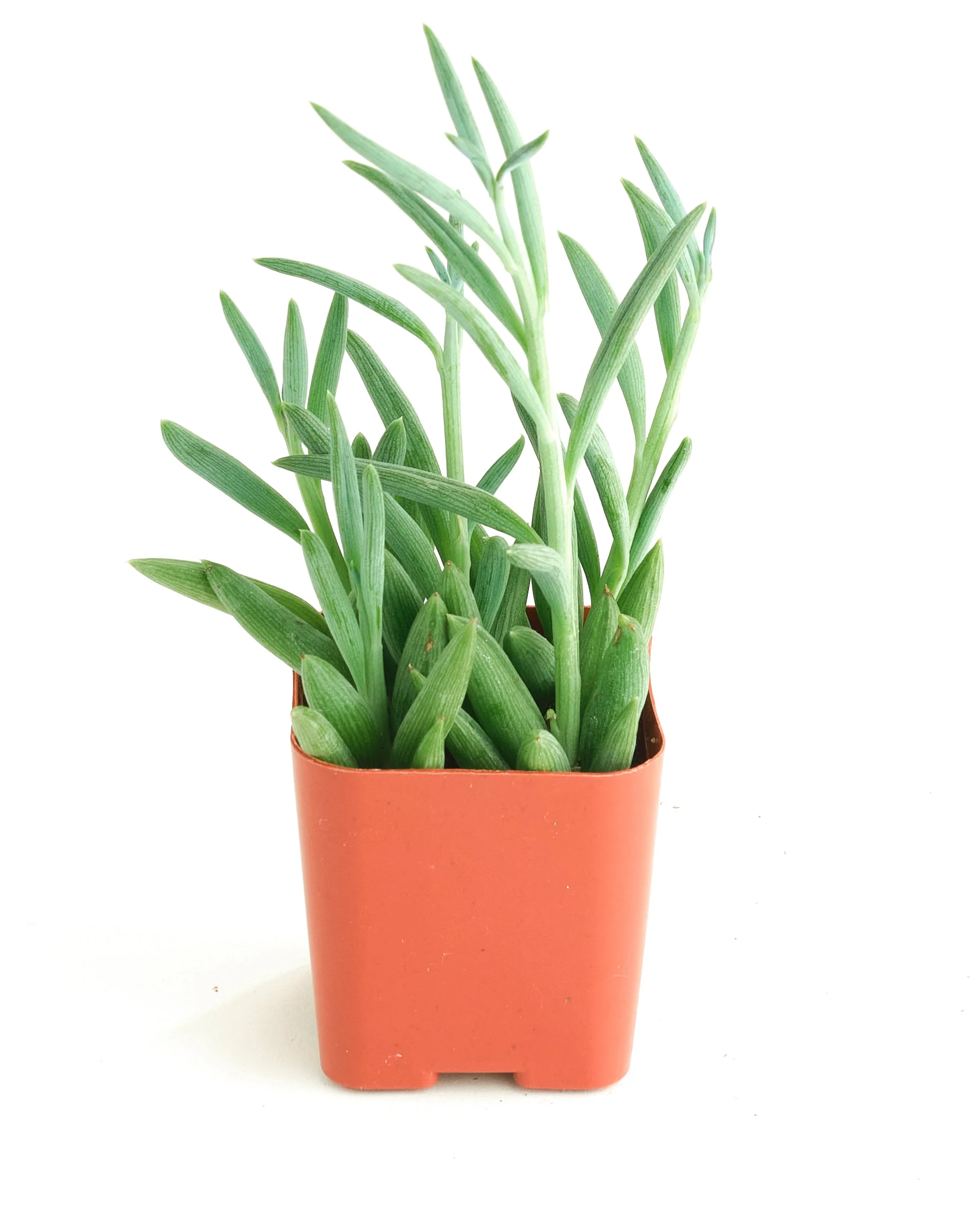 Senecio Radicans 'String of Fishhooks' - Image 7