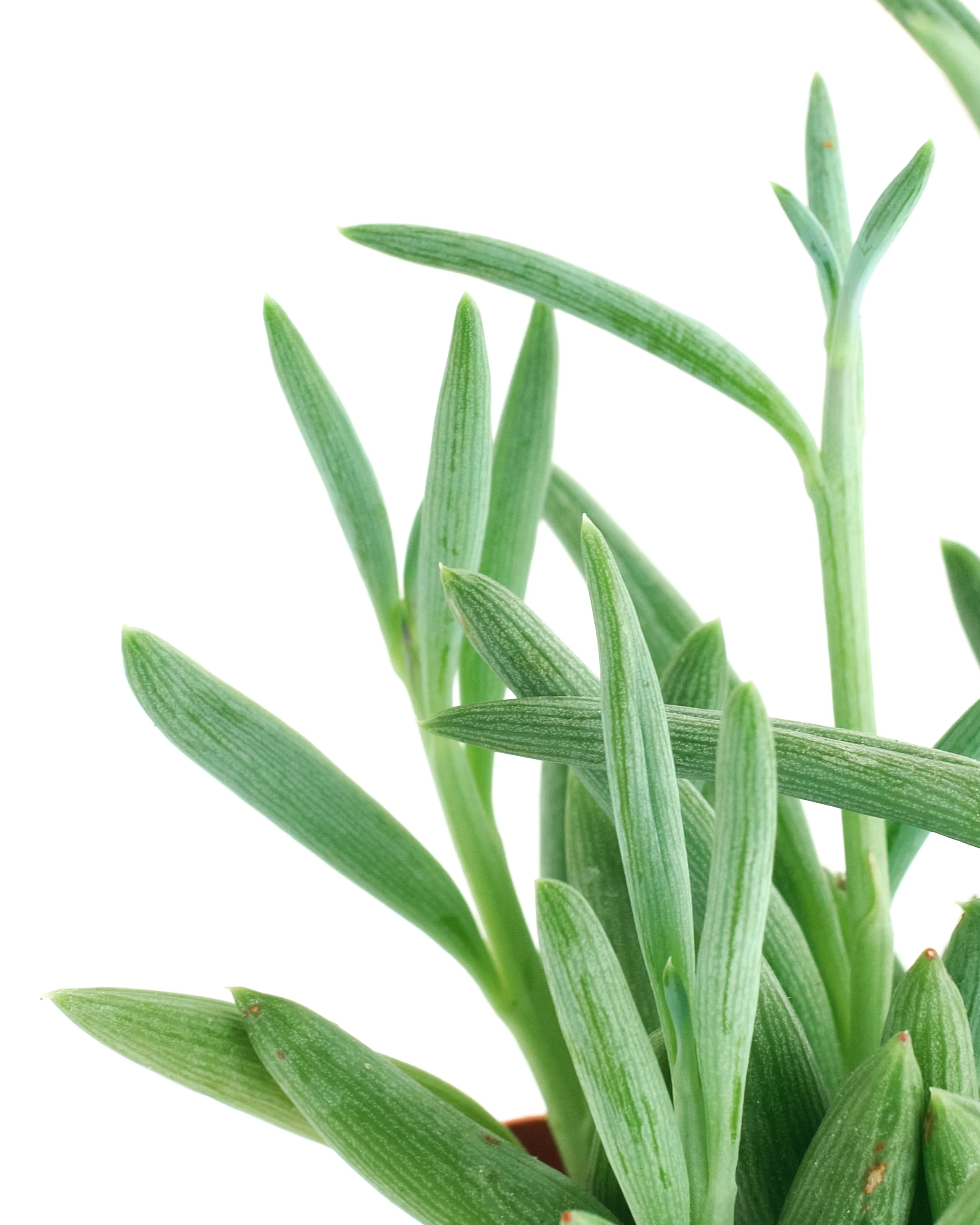 Senecio Radicans 'String of Fishhooks' - Image 8