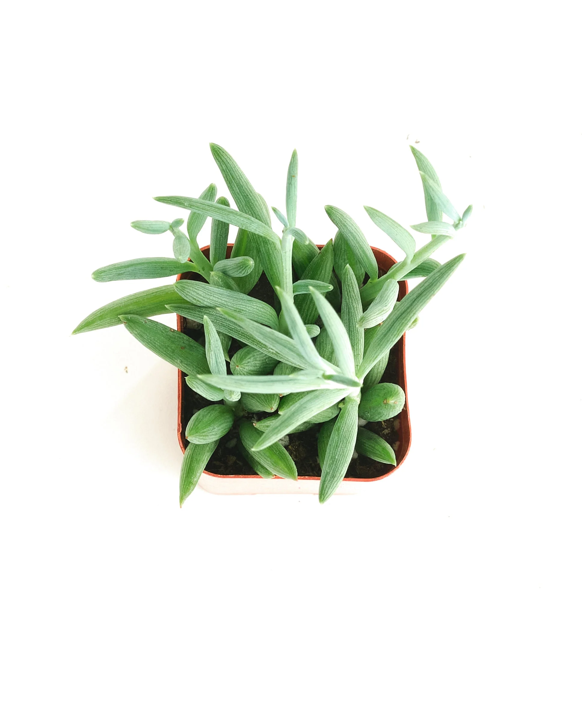 Senecio Radicans 'String of Fishhooks' - Image 9