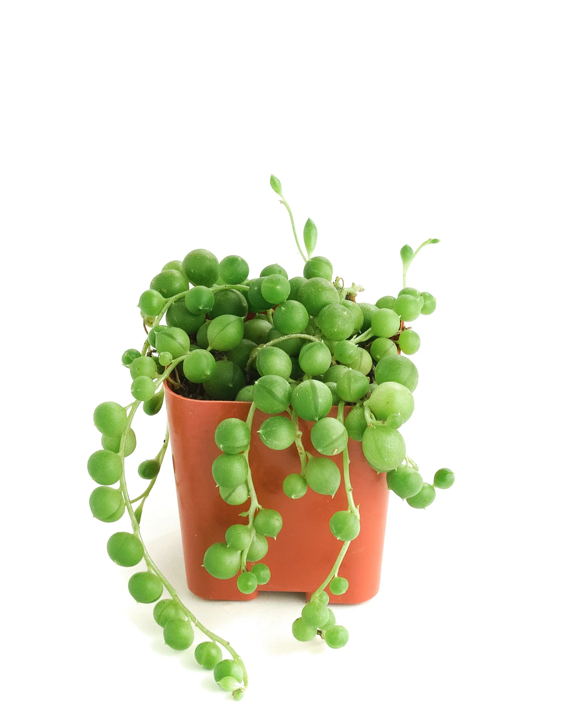 Senecio Rowleyanus 'String of Pearls' - Image 10