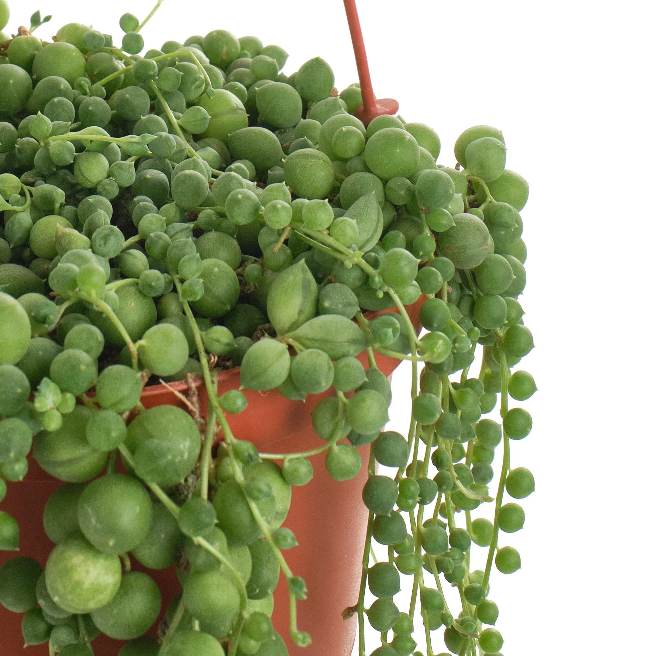 Senecio Rowleyanus 'String of Pearls' - Image 2