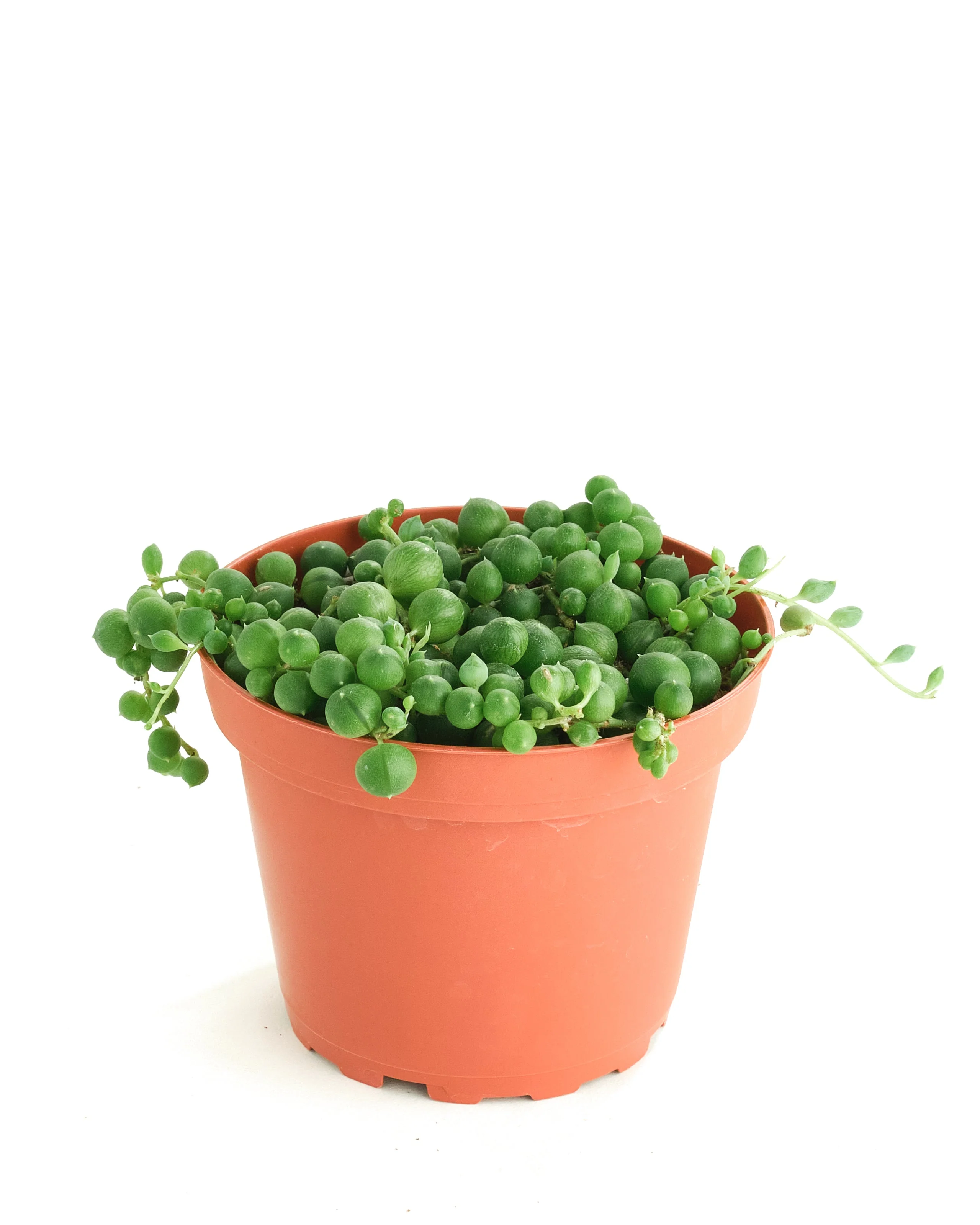 Senecio Rowleyanus 'String of Pearls' - Image 6