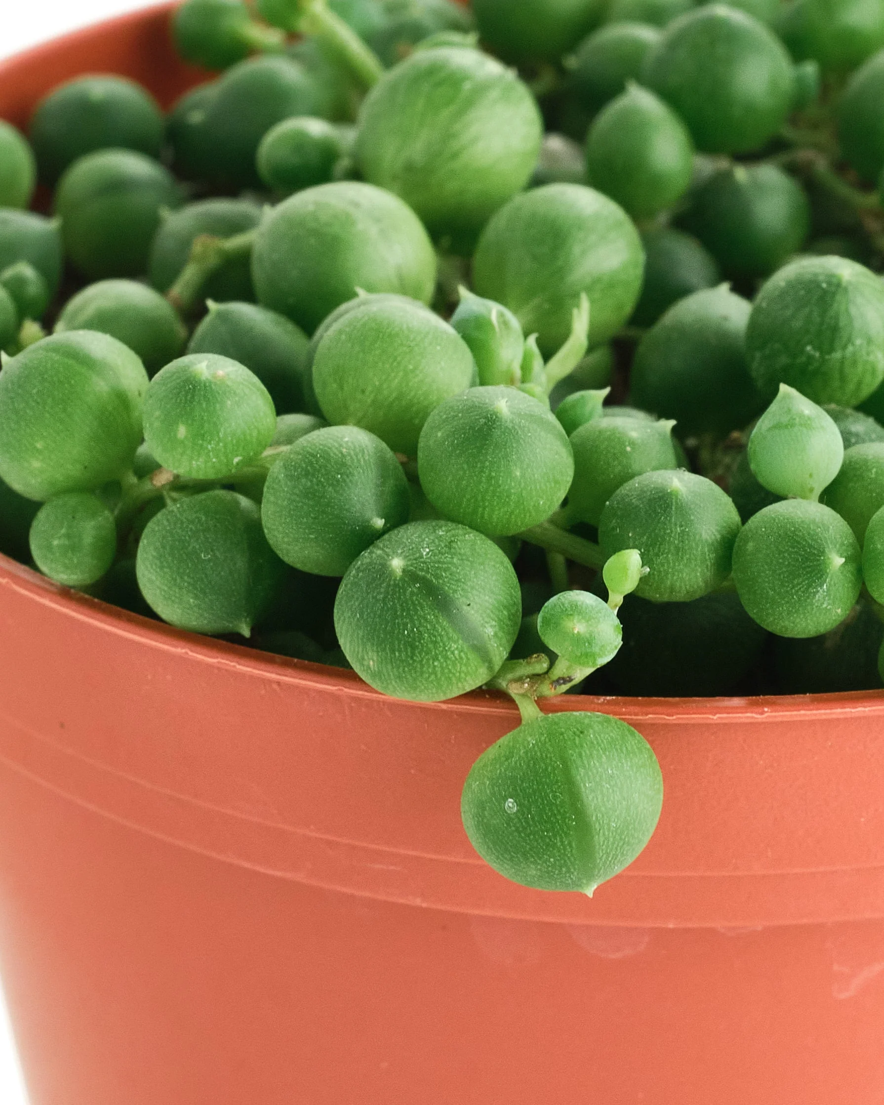 Senecio Rowleyanus 'String of Pearls' - Image 7