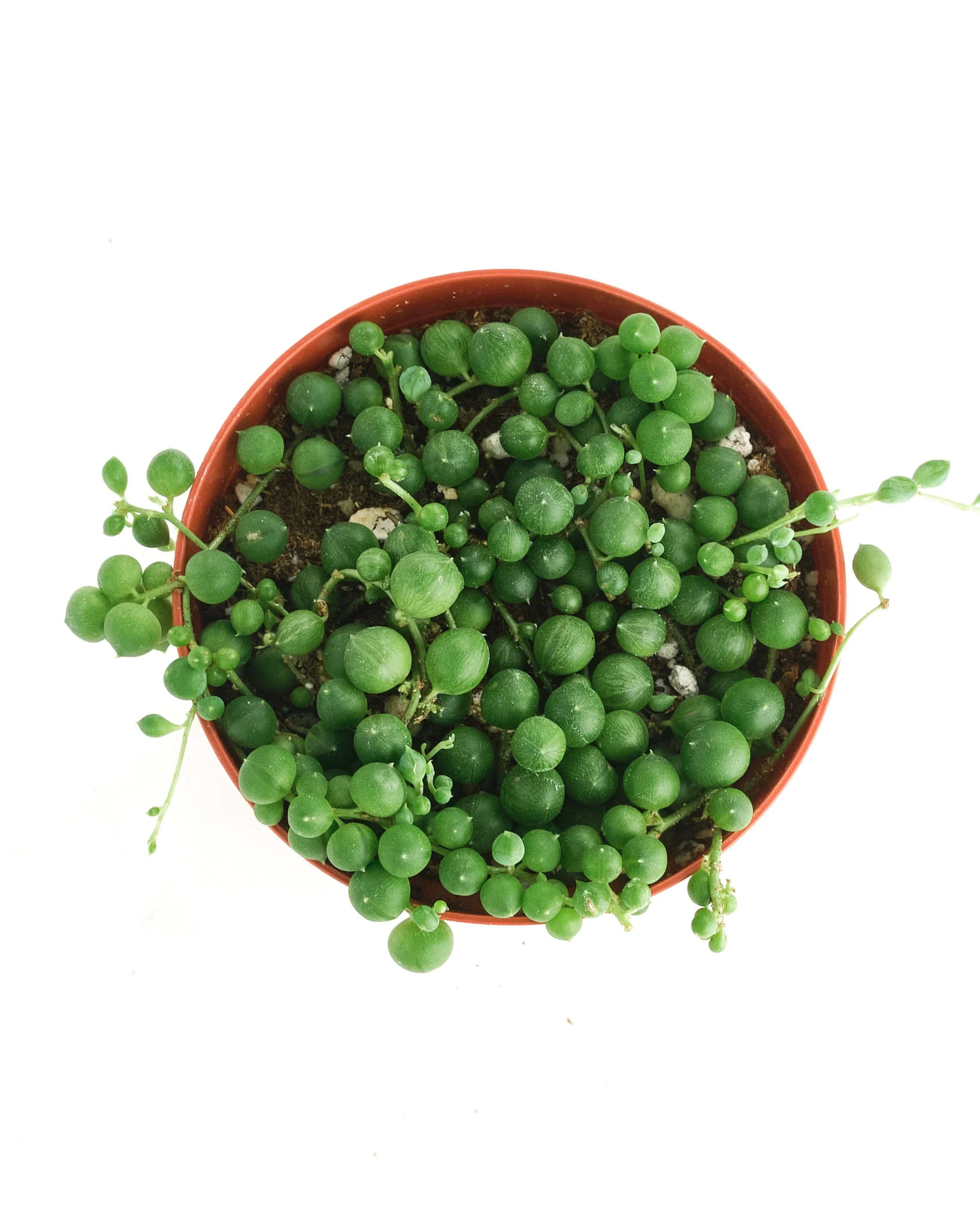 Senecio Rowleyanus 'String of Pearls' - Image 8