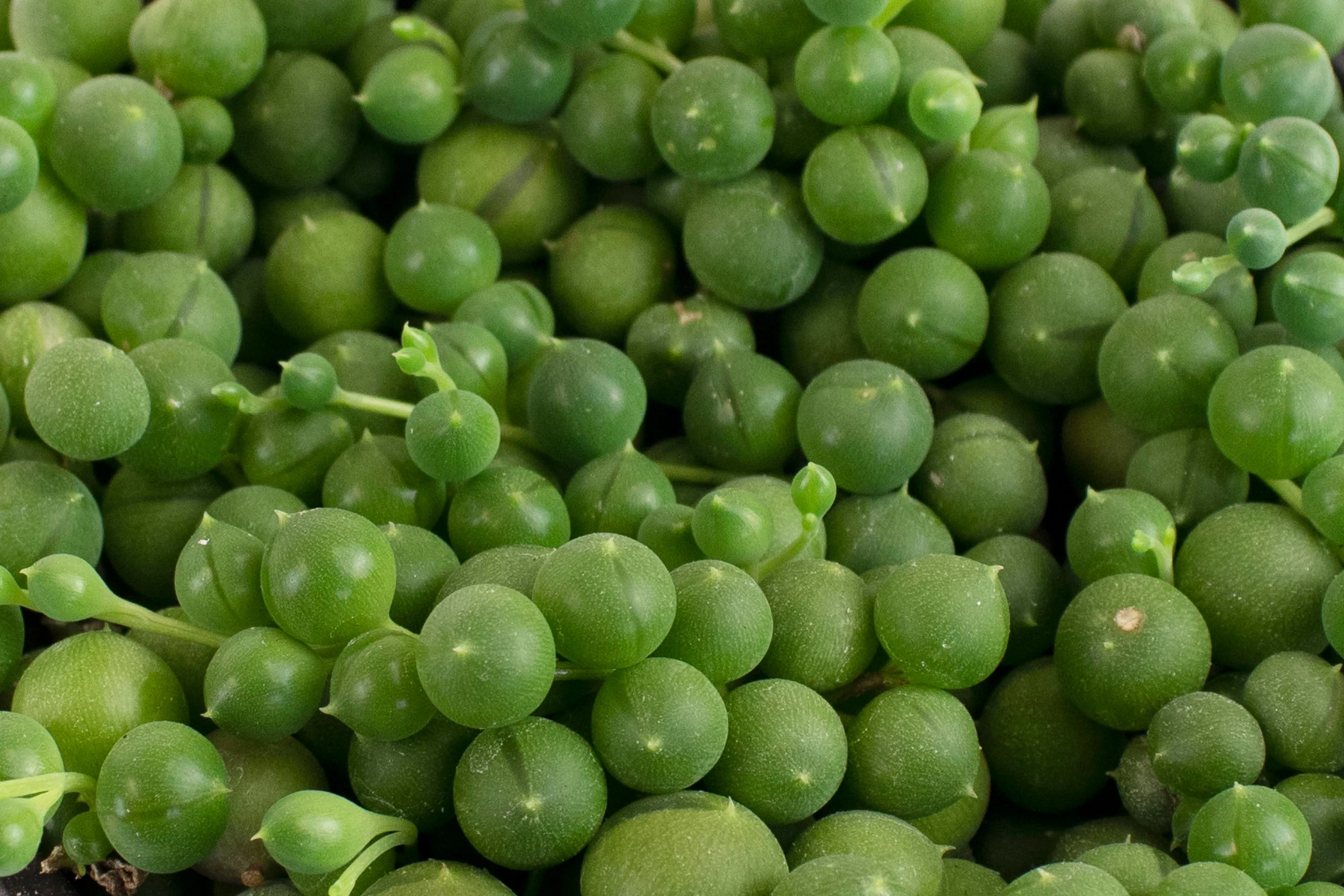 Senecio Rowleyanus 'String of Pearls' - Image 9