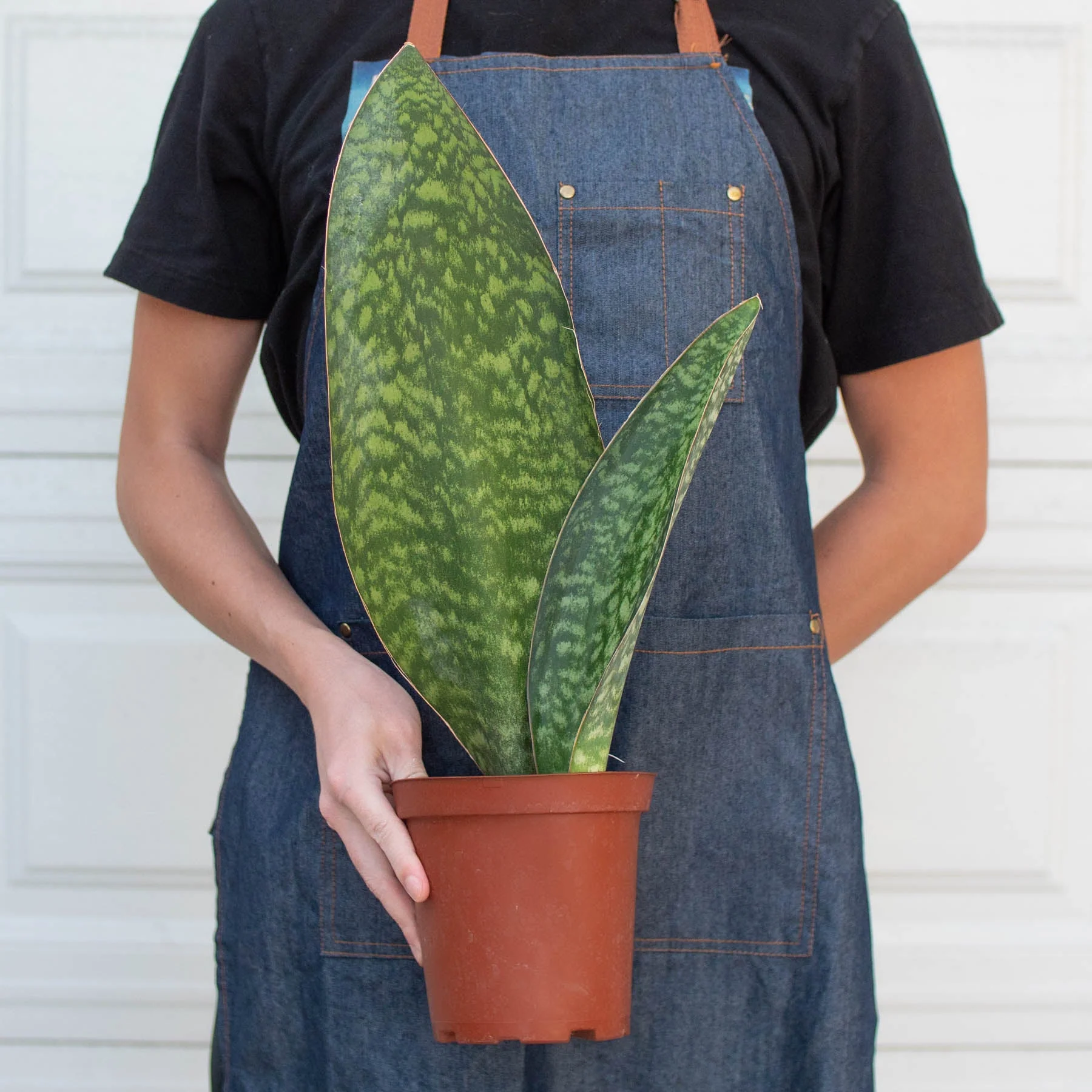 Shark Fin Snake Plant - Image 3