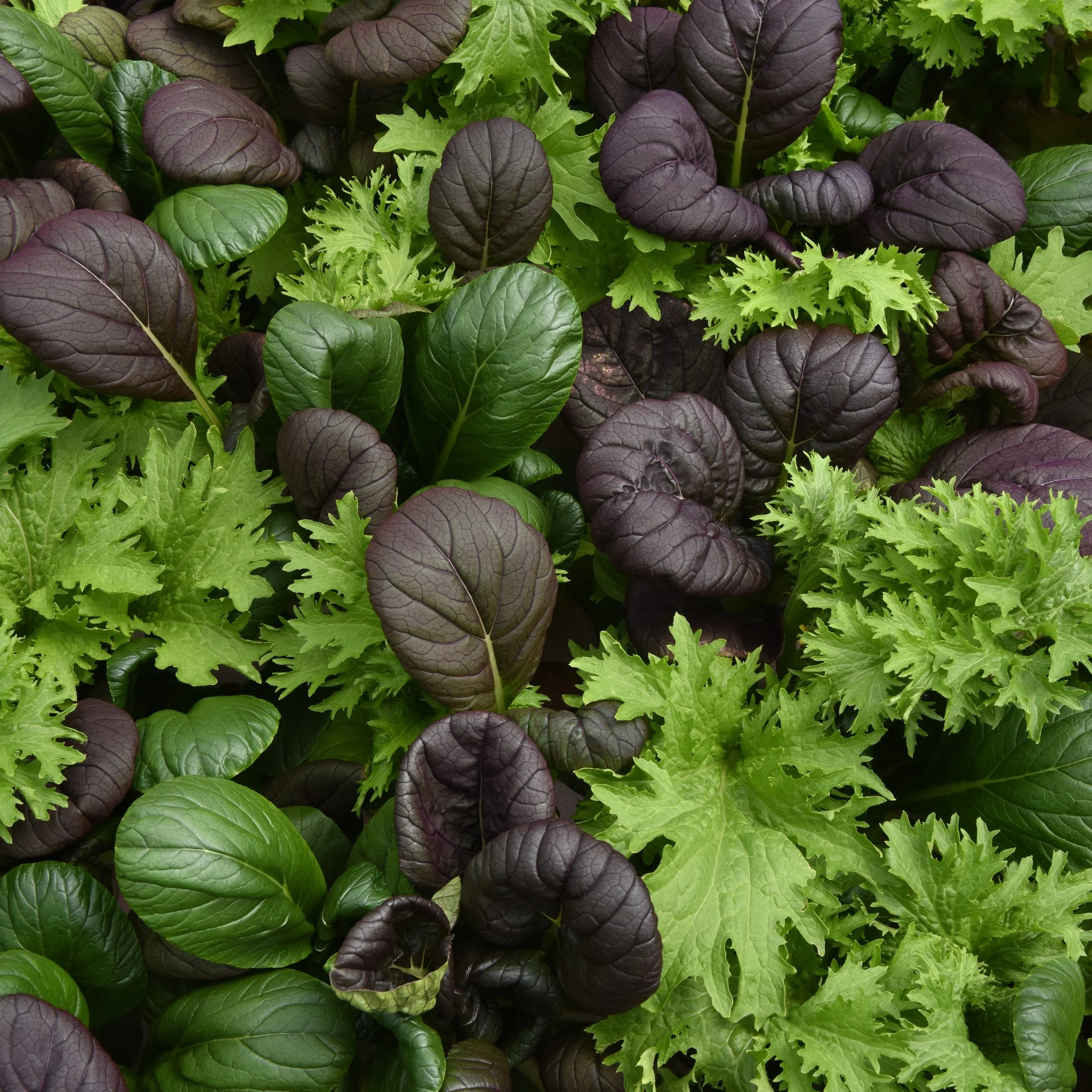 Simply Salad Pro Tatu Seed Mix